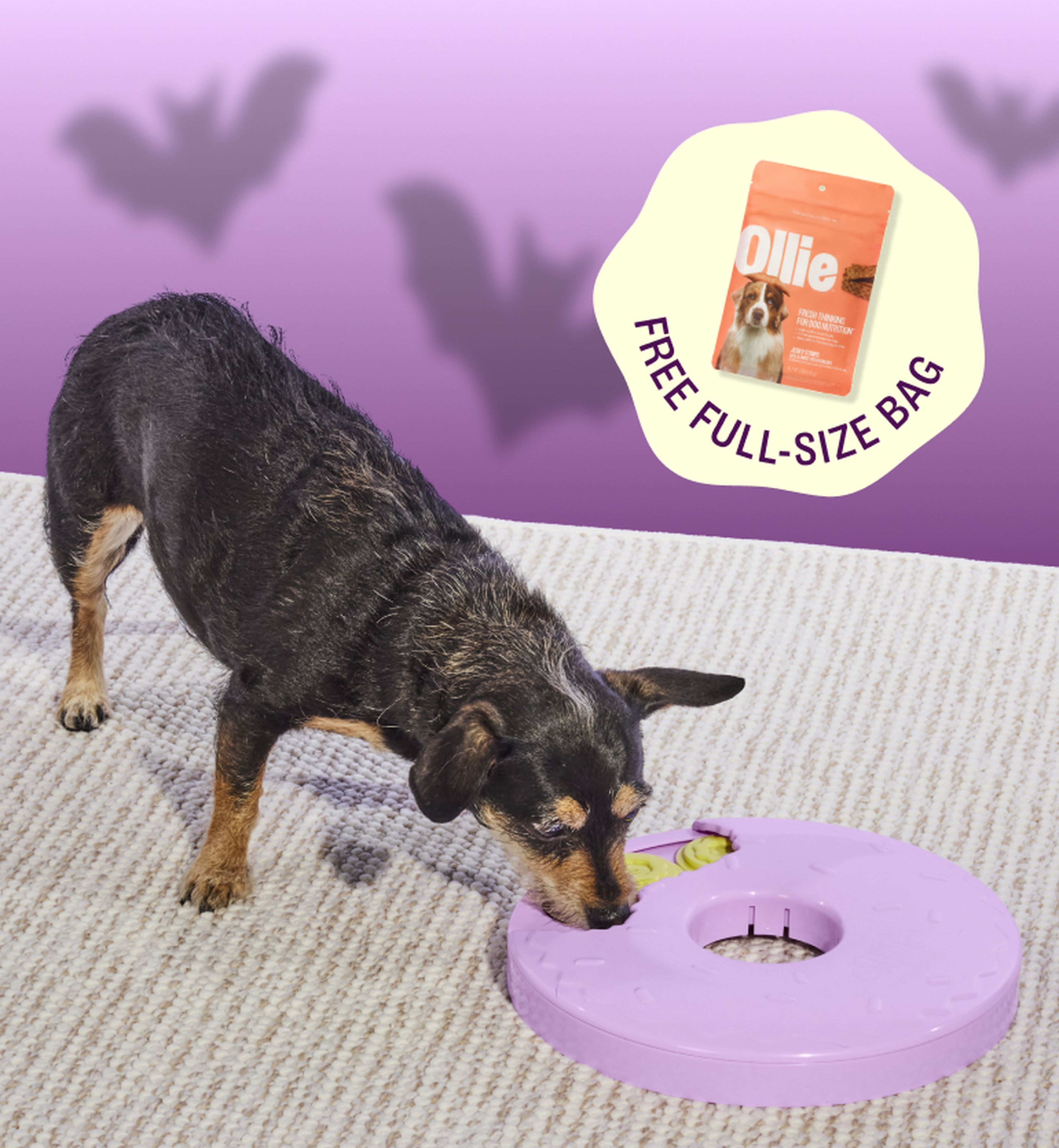 A small black and brown dog sniffs a purple treat puzzle on a carpet. Above, a floating image of dog food and bat silhouettes is visible.