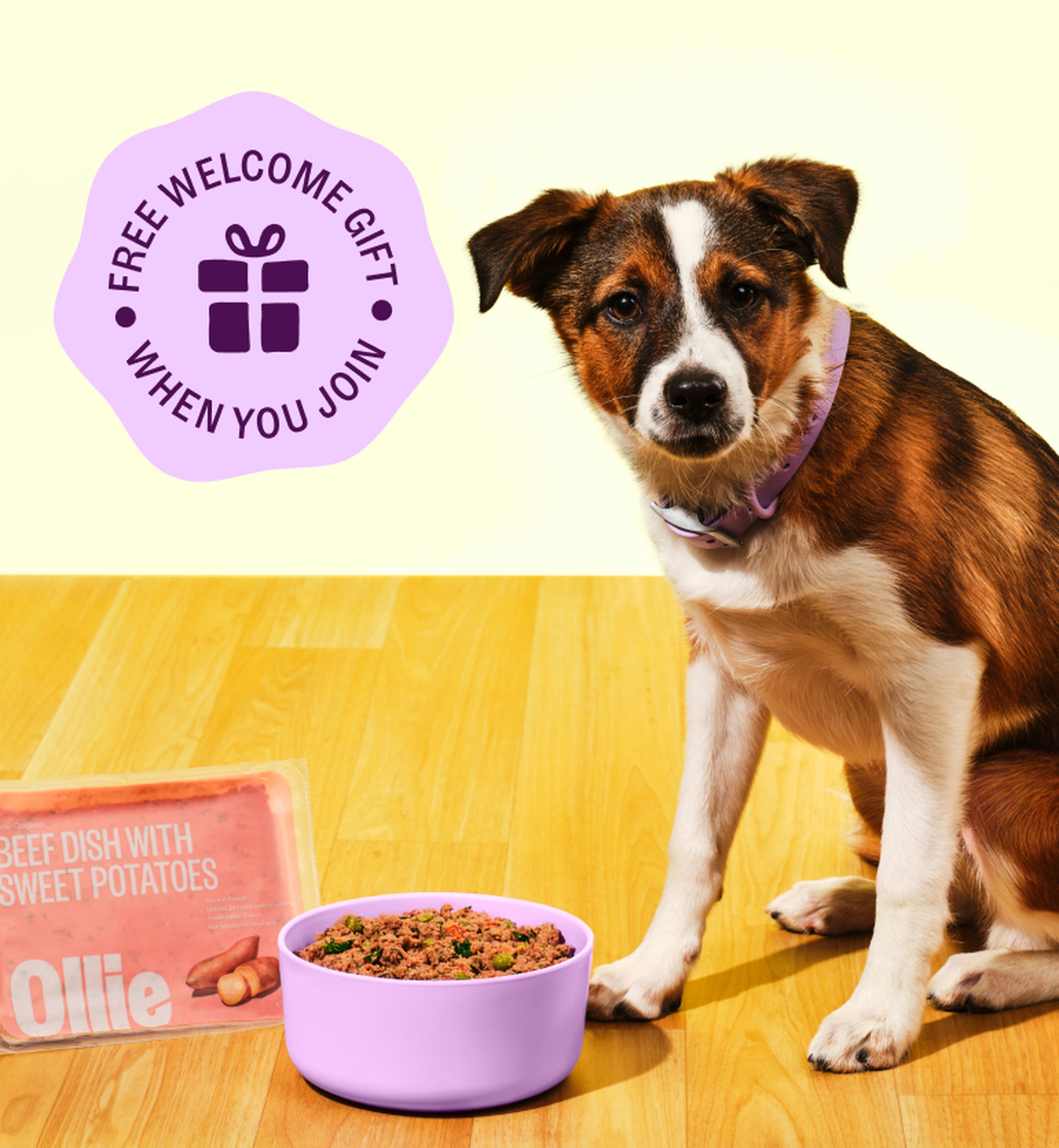 A brown and white dog wearing a purple collar sits beside a bowl of food on a wooden floor. A packaging labeled "Beef Dish with Sweet Potatoes" is nearby.
