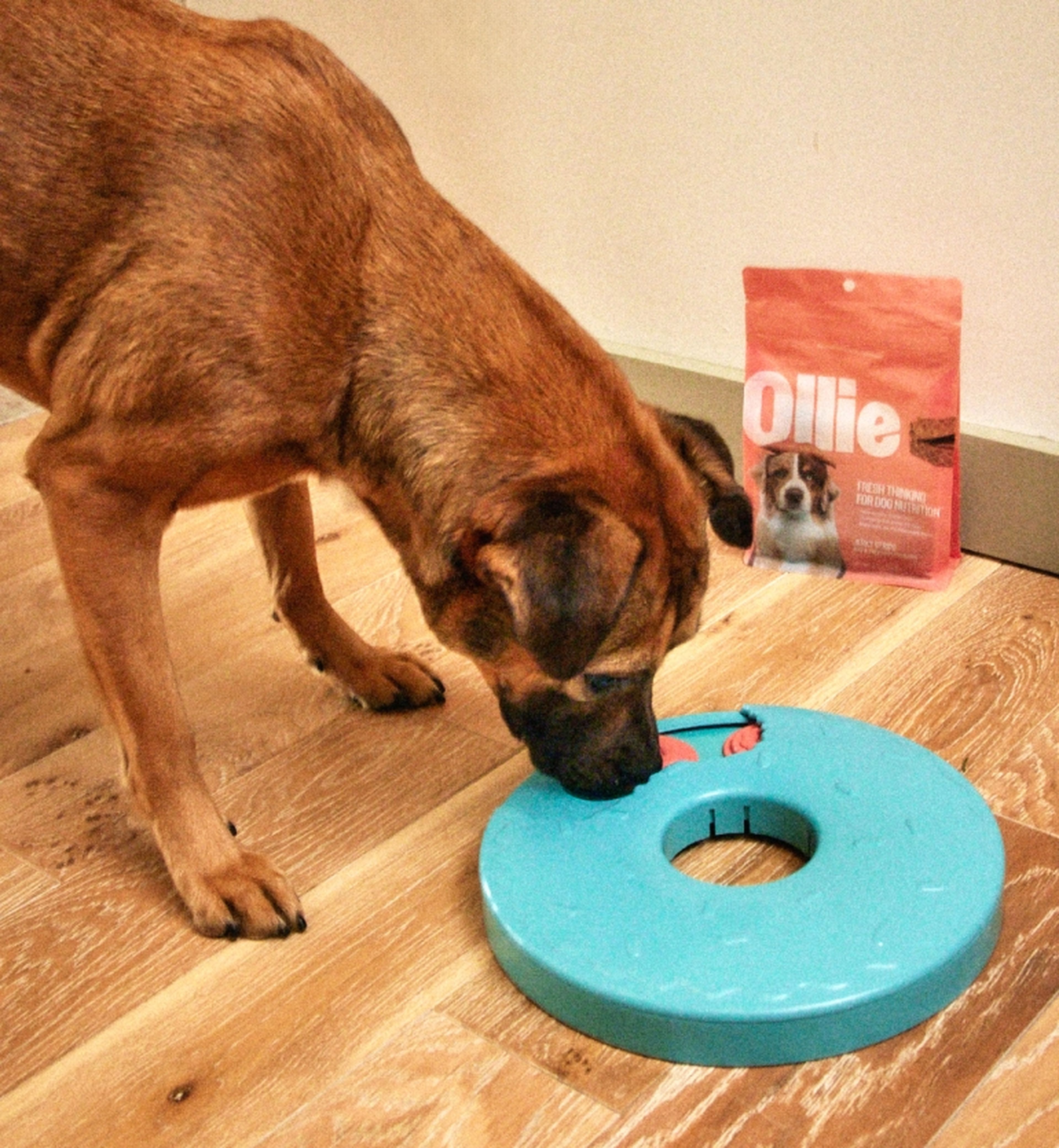 A brown dog interacts with a blue puzzle toy on a wooden floor, with a bag of dog food labeled "Ollie" in the background.
