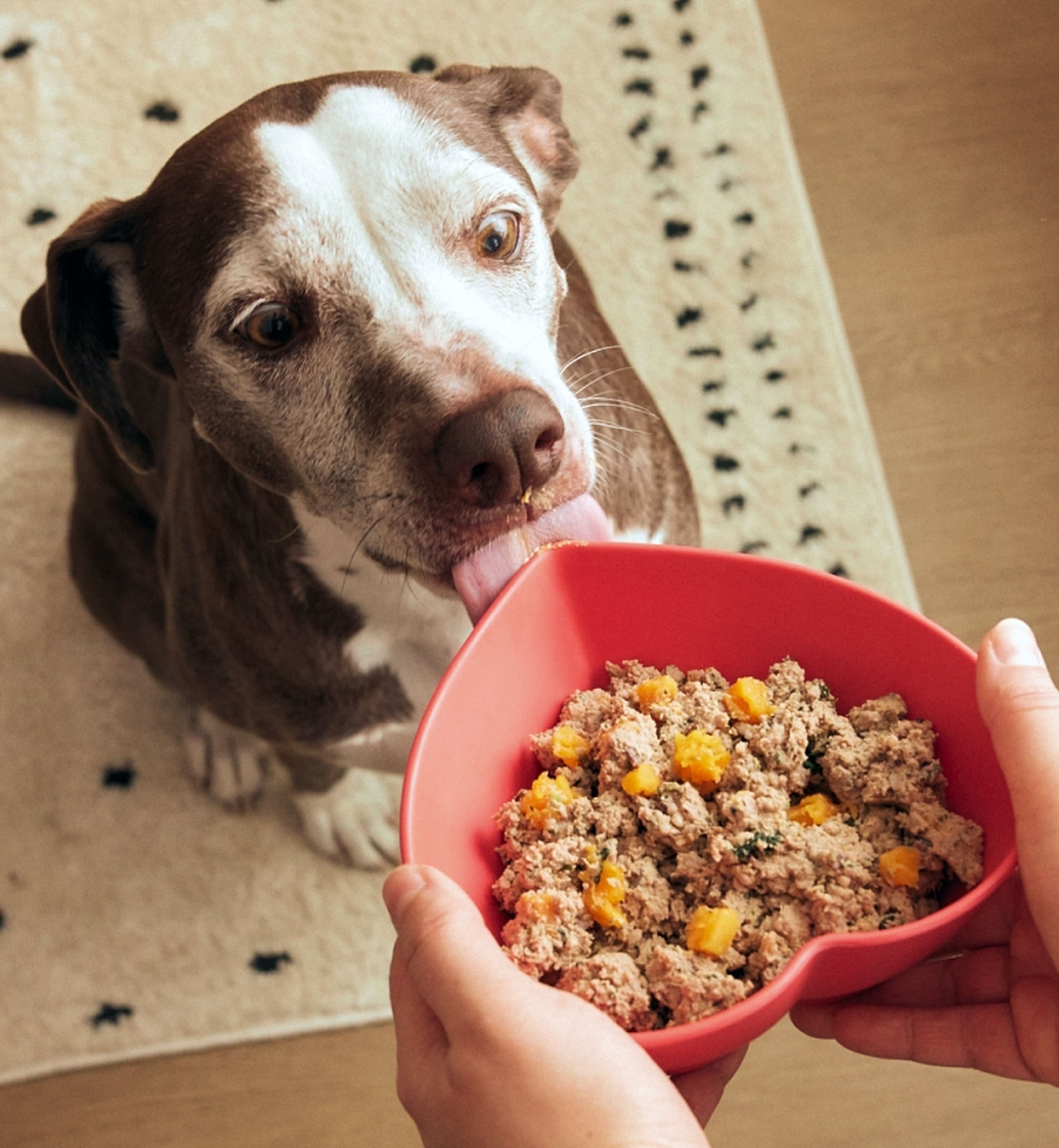 A dog eagerly licking a heart-shaped bowl filled with homemade pet food, featuring meat and diced vegetables.