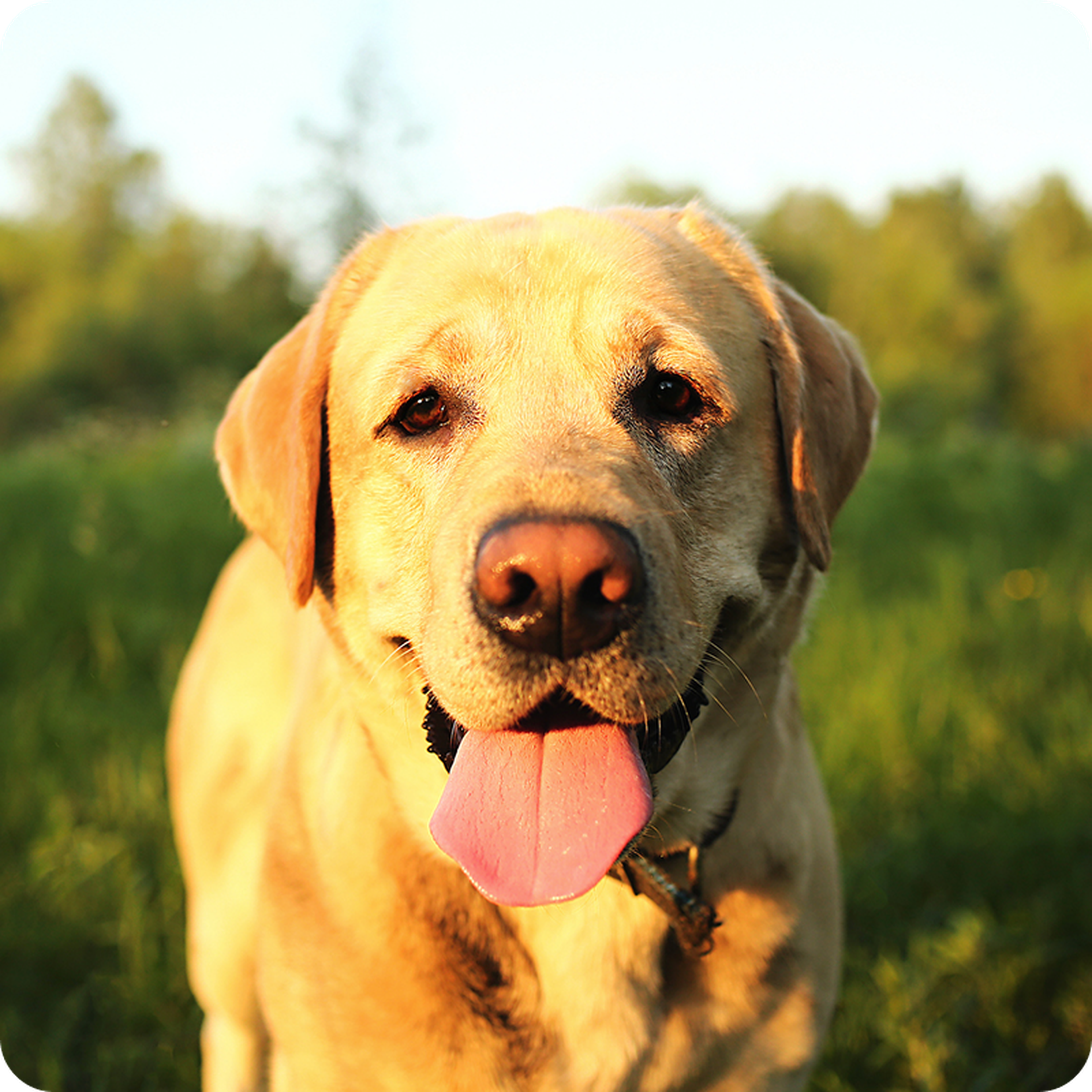 A happy Labrador retriever with its tongue out, standing on a grassy field, bathed in warm sunlight.