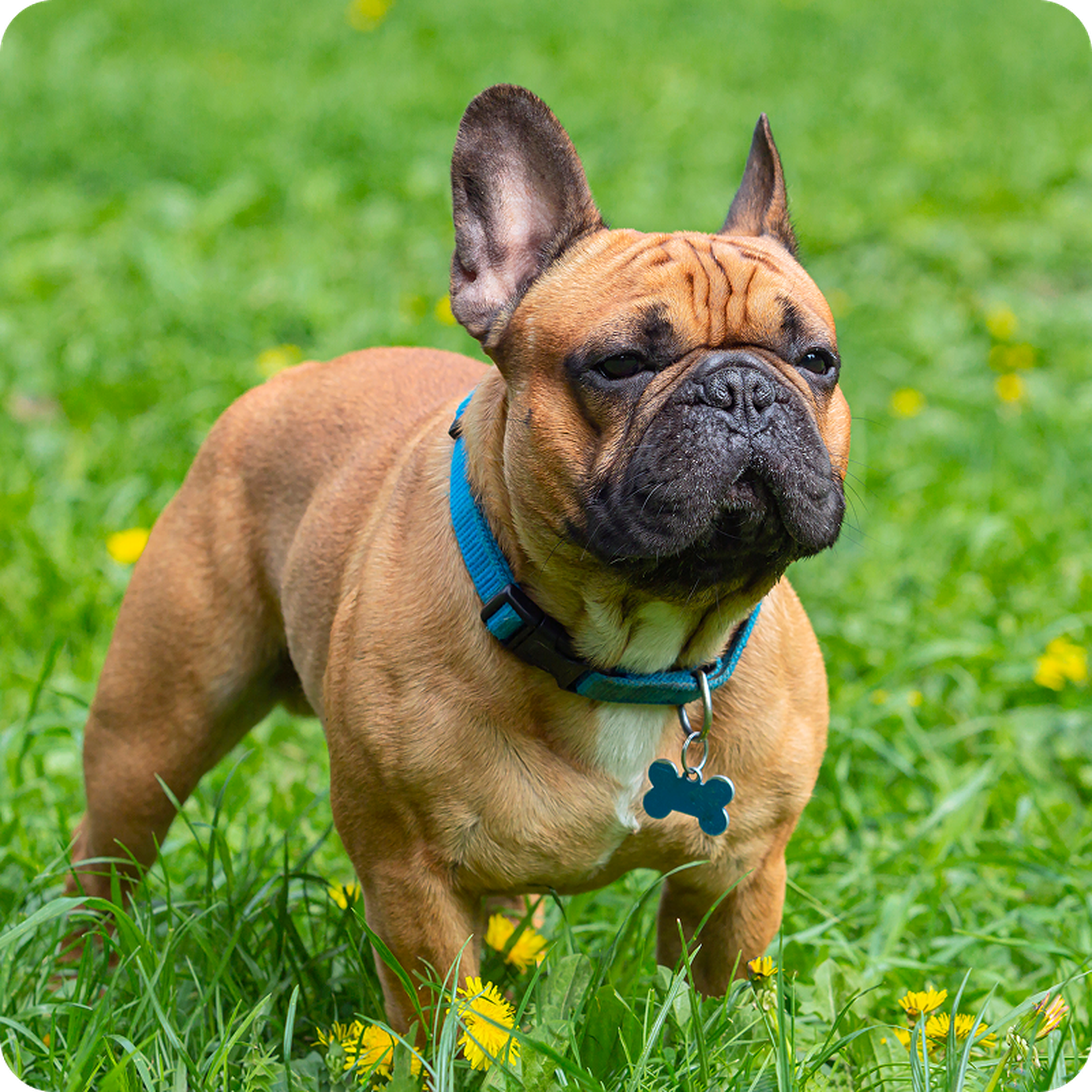 Brown French Bulldog with a blue collar and tag, standing in a green grassy field with yellow flowers.