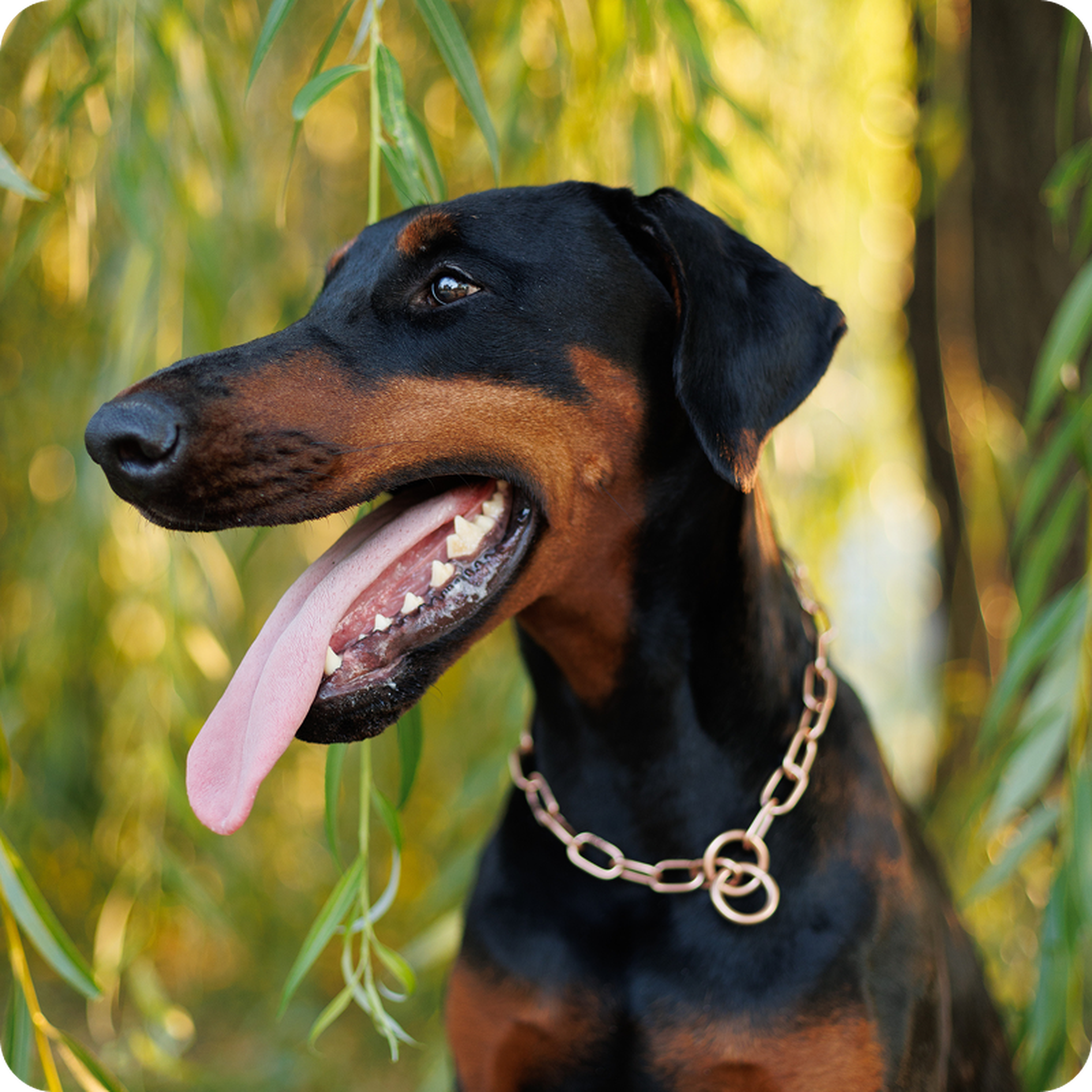 Doberman with mouth open and tongue out, wearing a chain collar, surrounded by green leaves in a natural setting.