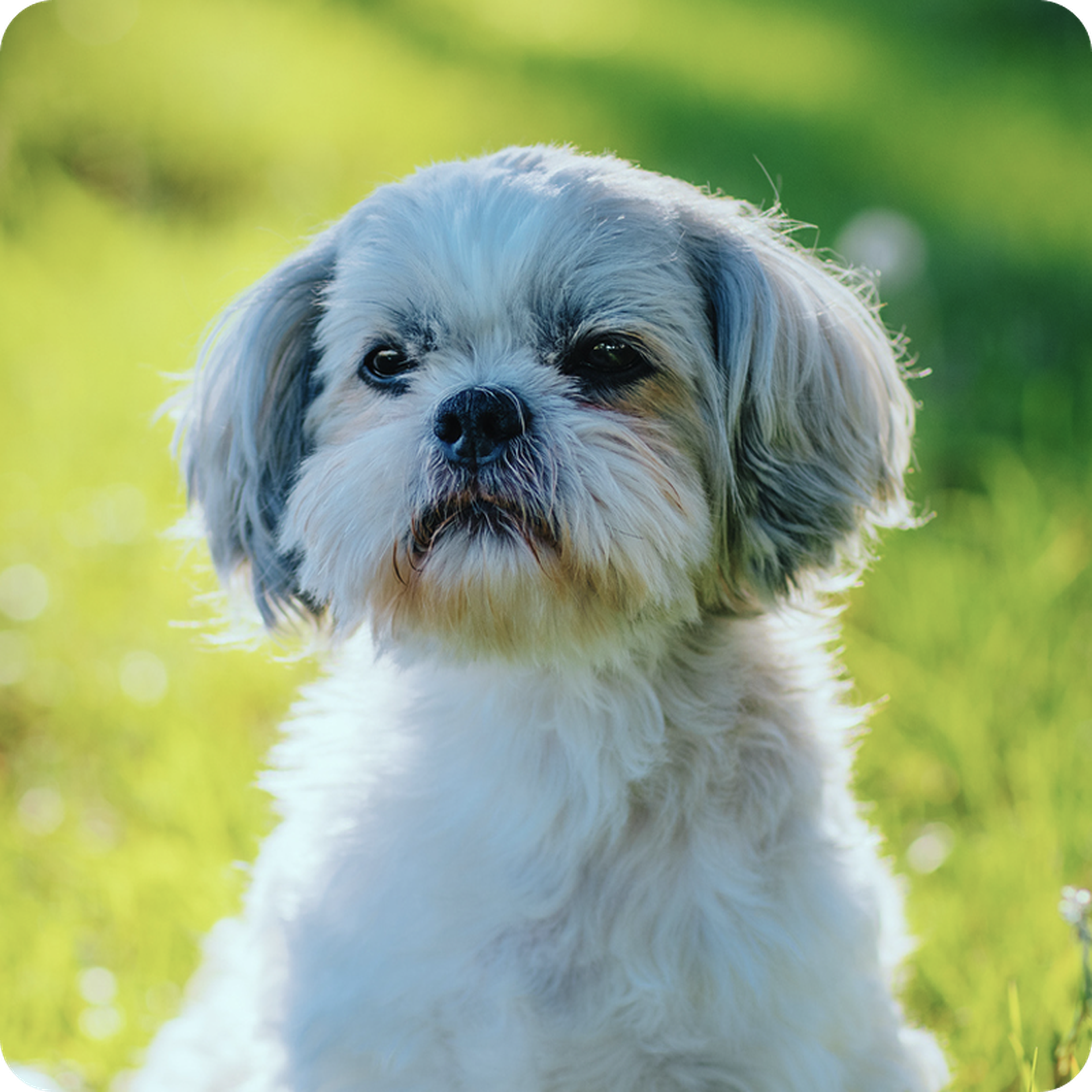 A fluffy white dog with gray ears and a serious expression sits on grass, with sunlight illuminating its fur.
