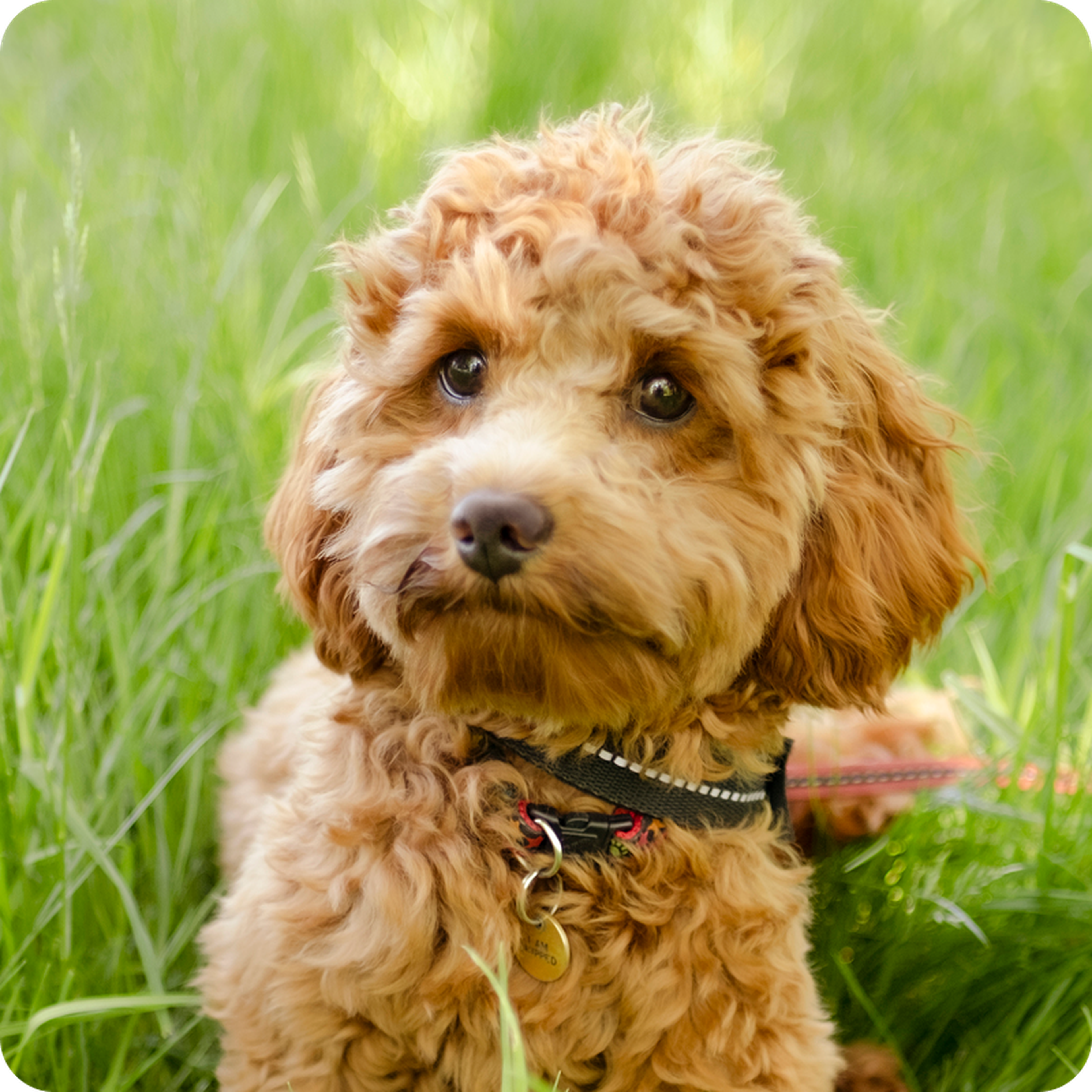 A fluffy brown dog with curly fur and soulful eyes, wearing a collar with tags, sitting in lush green grass.
