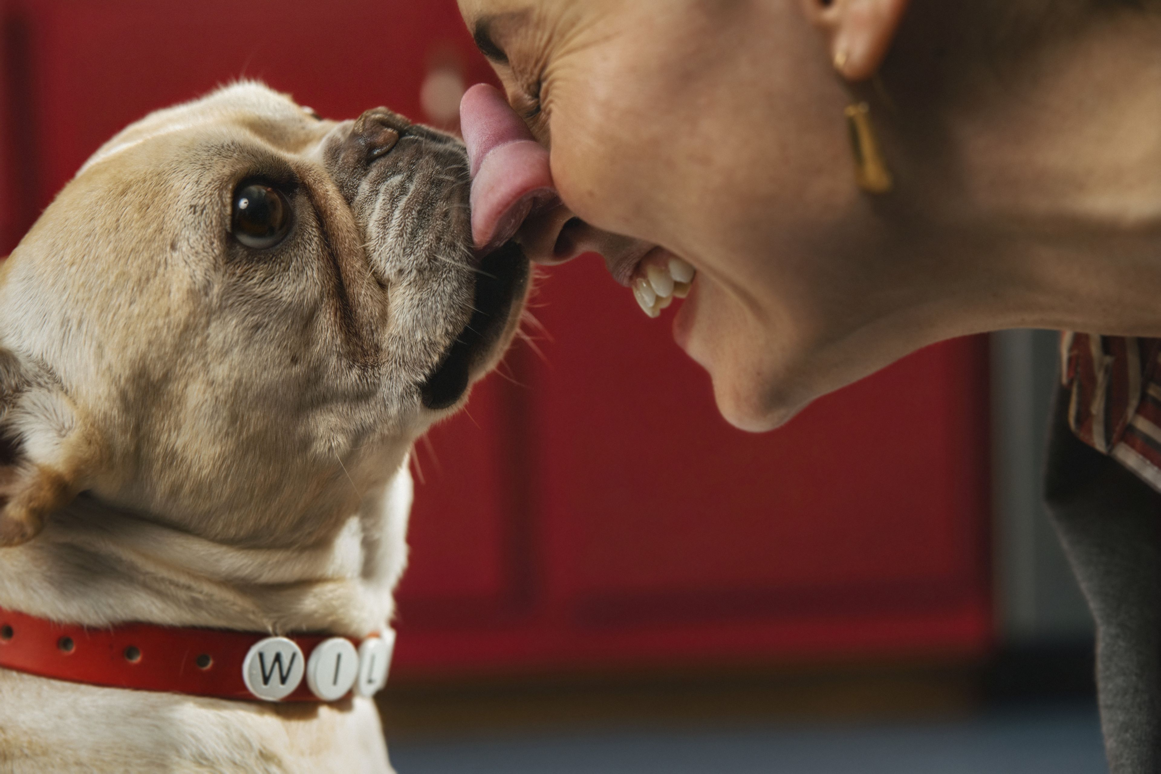 A woman playfully nuzzles a small dog wearing a red collar indoors, both displaying affection and joy.