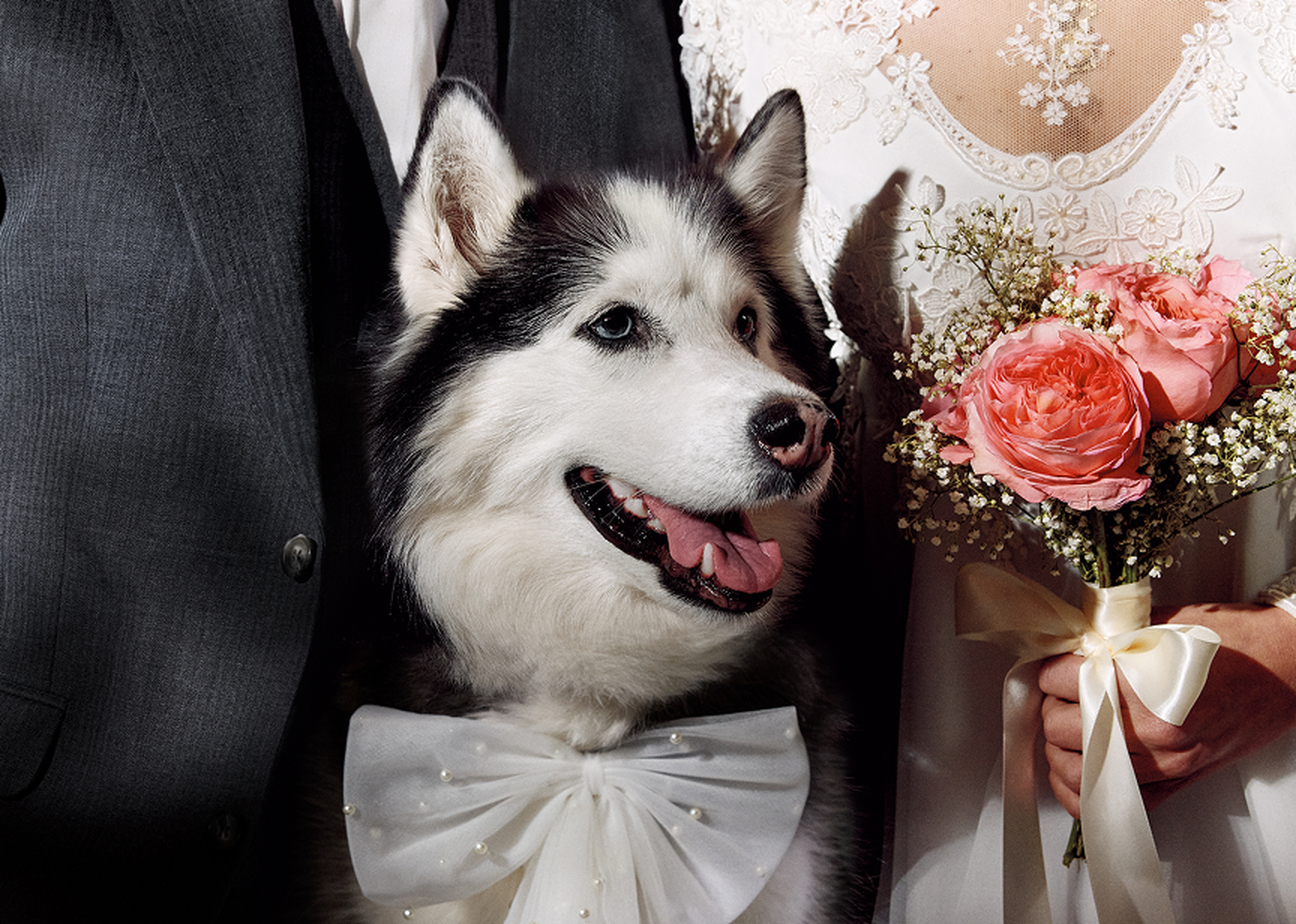 A Husky wearing a white bow tie stands between a bride in a lace gown holding pink roses and a groom in a dark suit.