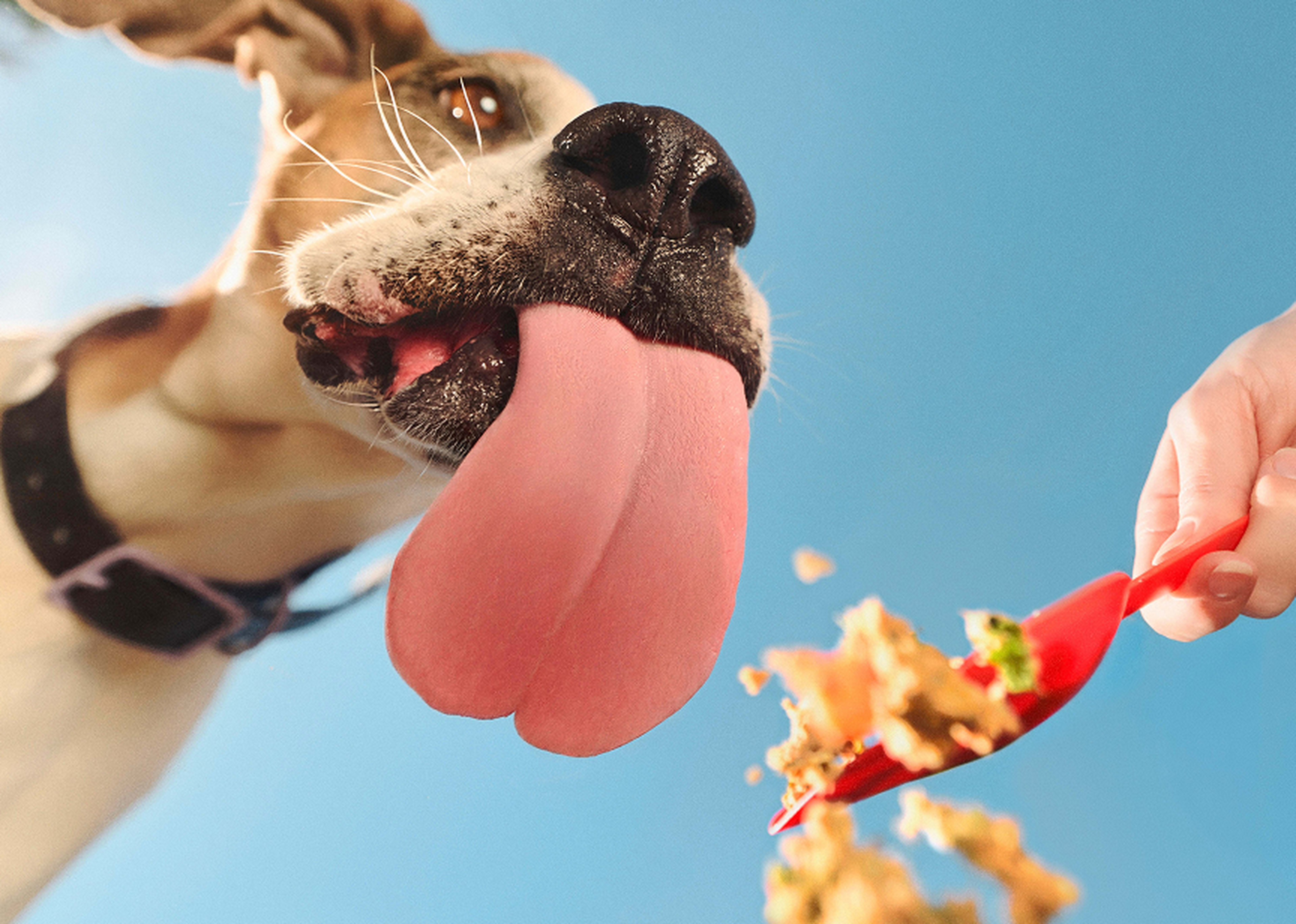 Dog with tongue out reaching for food on a red spoon, against a clear blue sky.