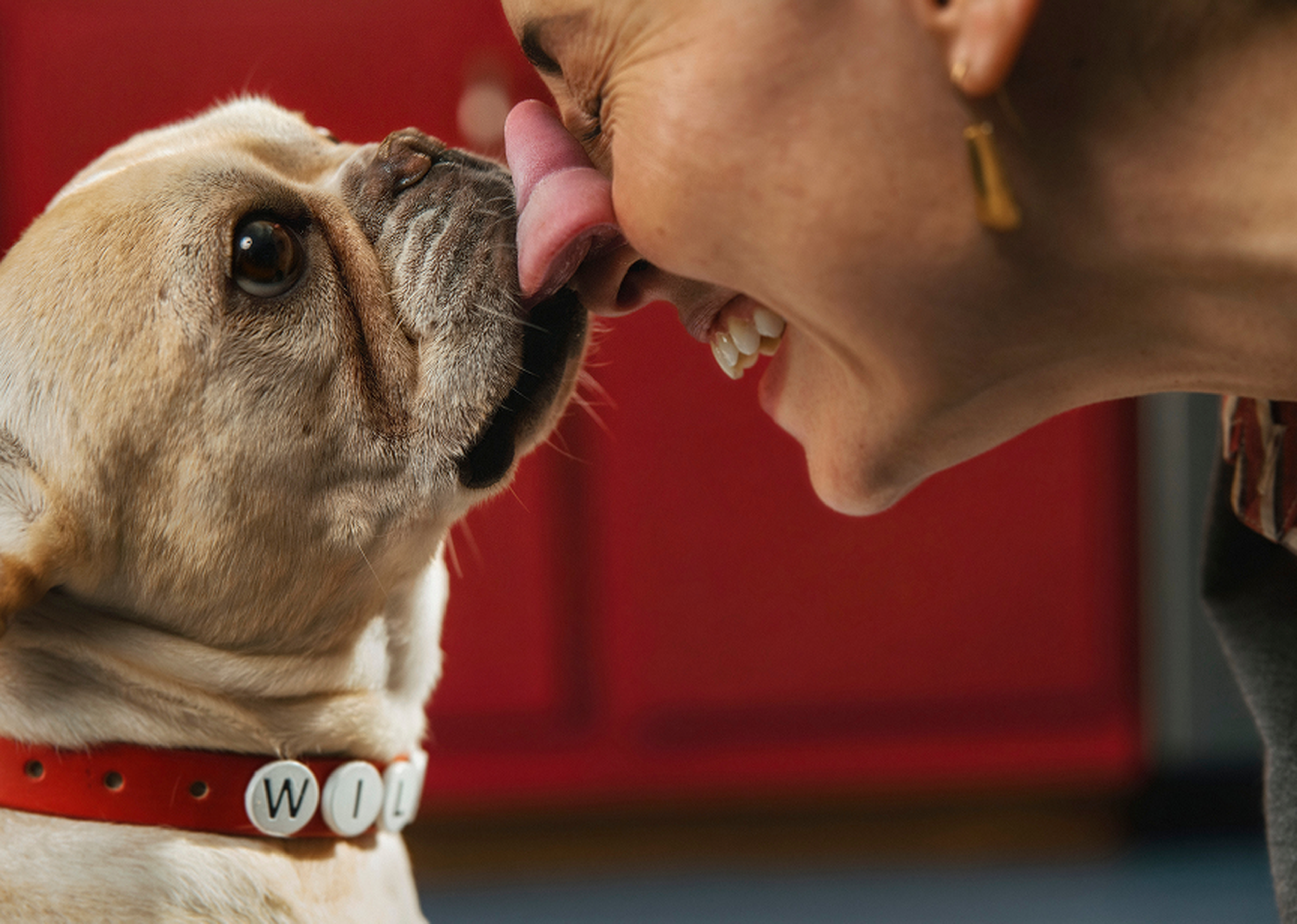 A dog wearing a red collar licks a smiling woman's nose.