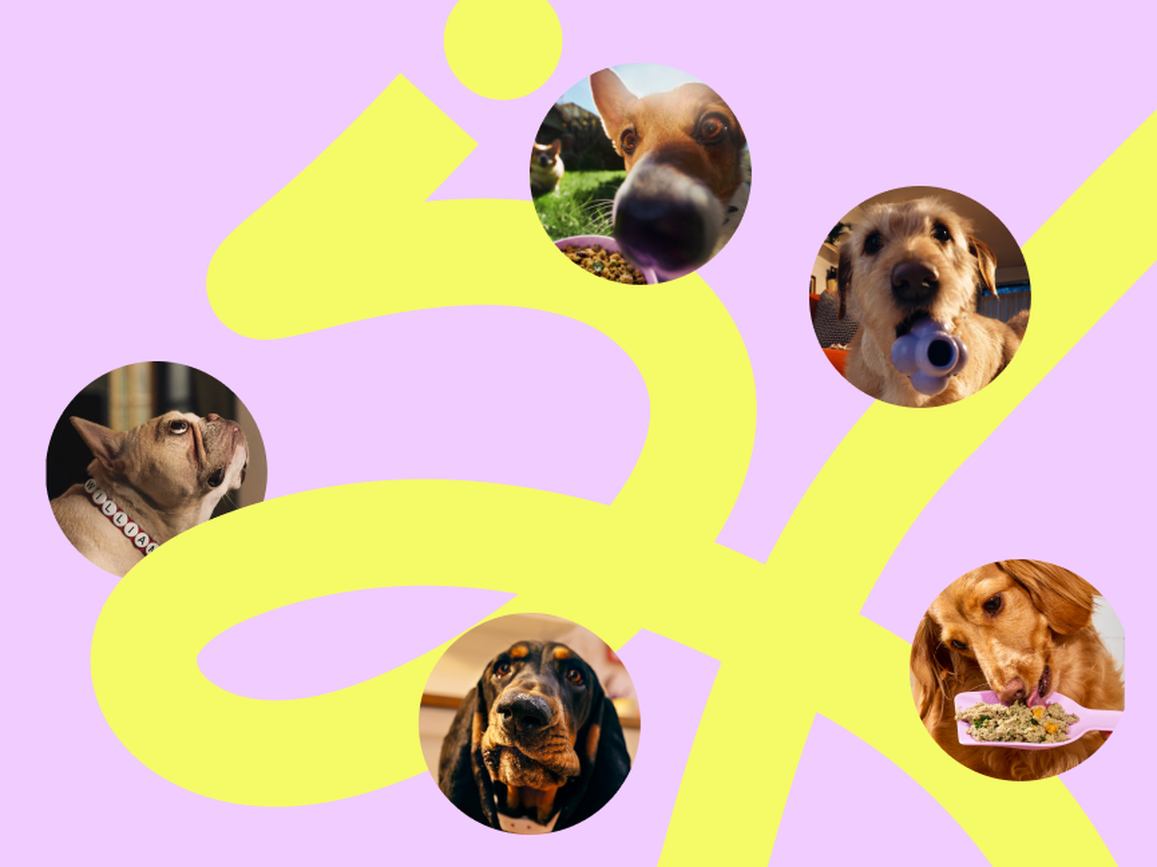Five dog portraits in circular frames against a pink and yellow abstract background, each engaging with food or toys.