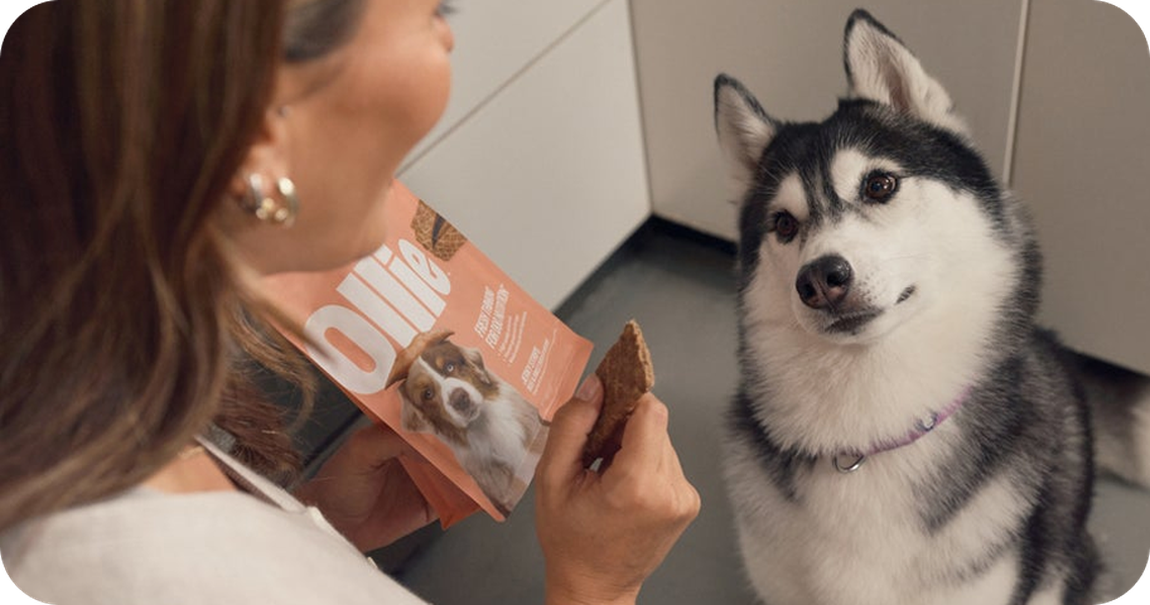 Image of a dog looking longingly at a bag of Ollie treats