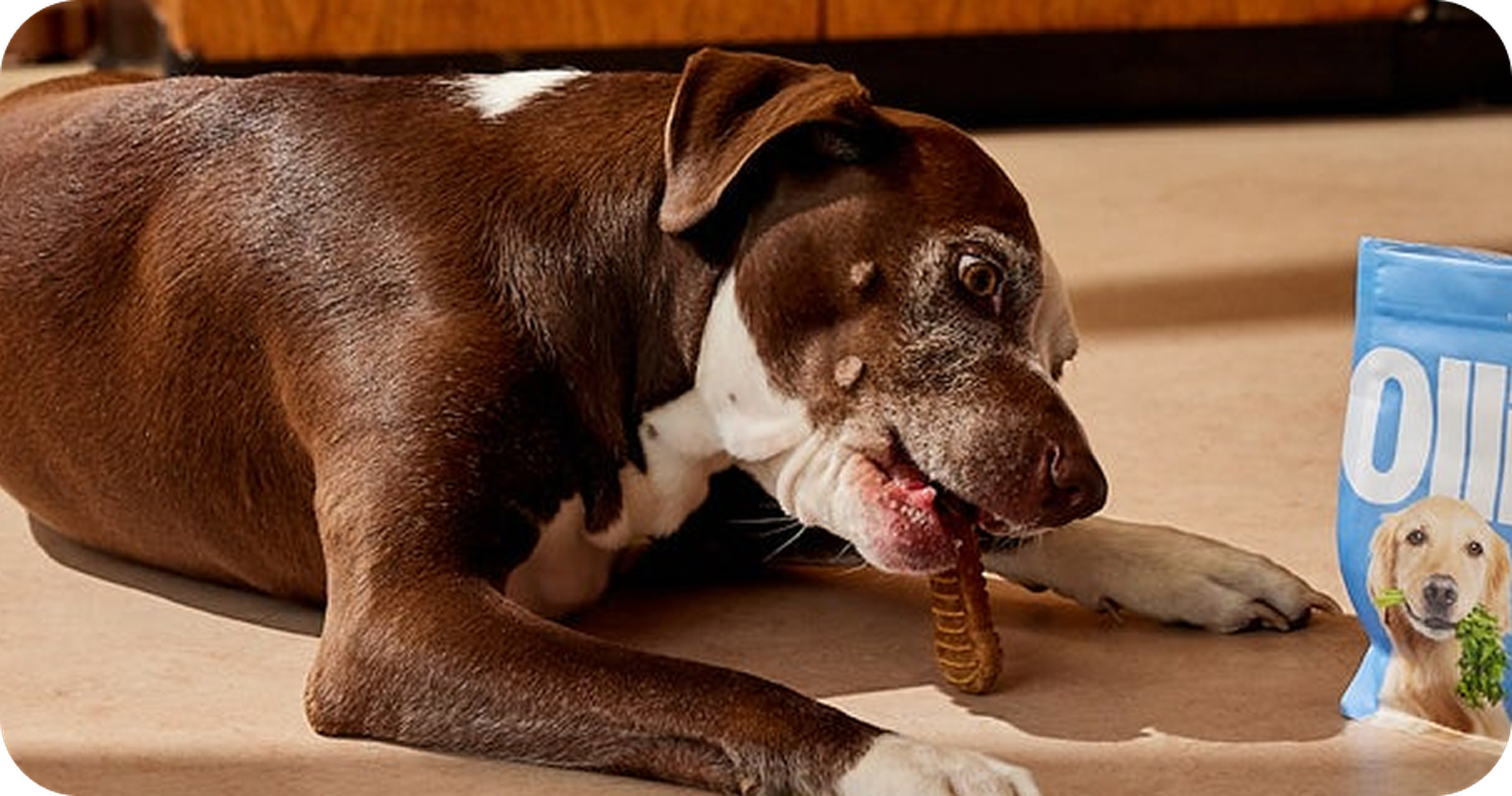 dog chewing on Ollie dental chews