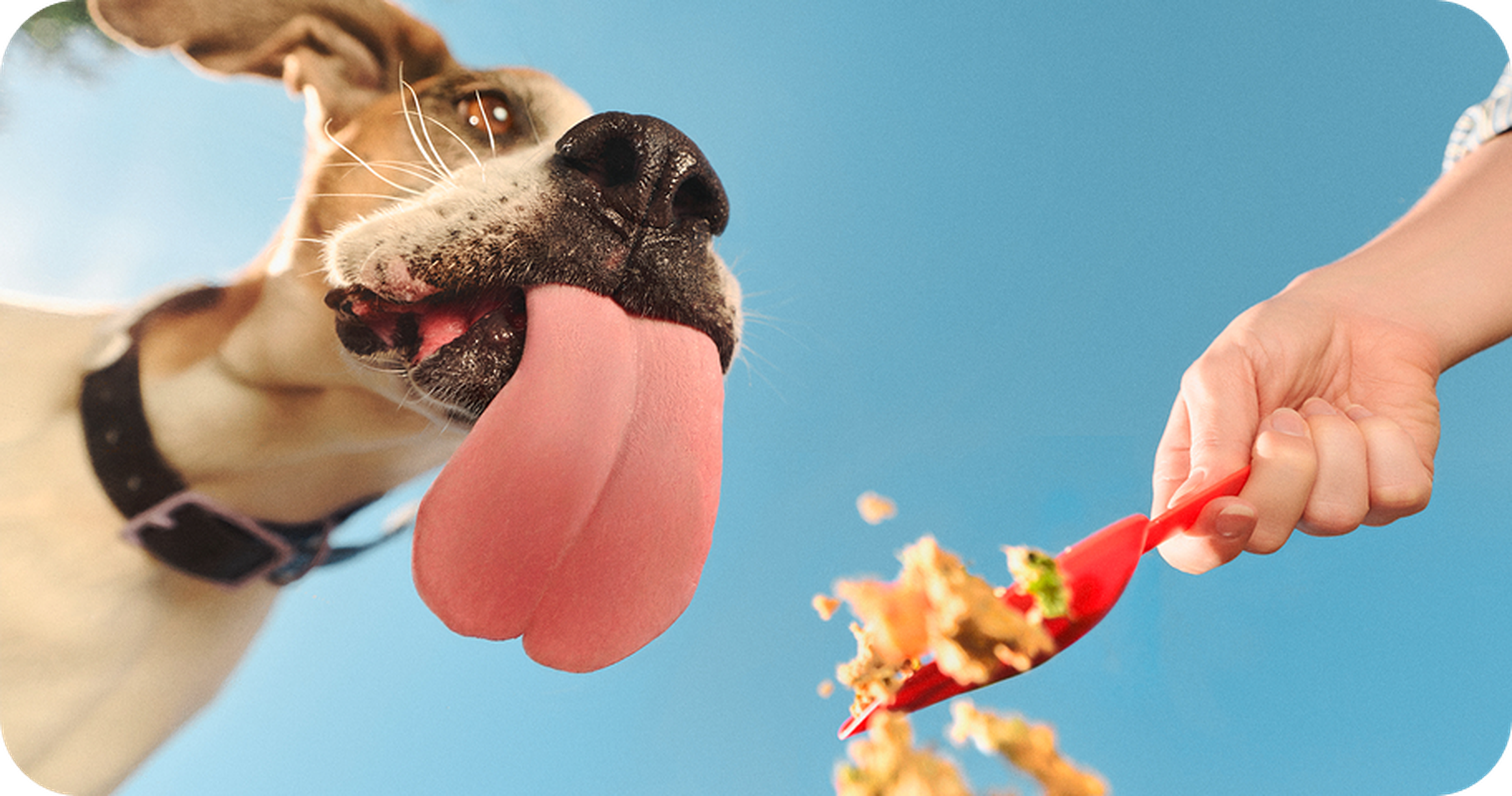 Image of a dog with it's Tonge sticking out trying to grab Ollie fresh food falling off of a scoop