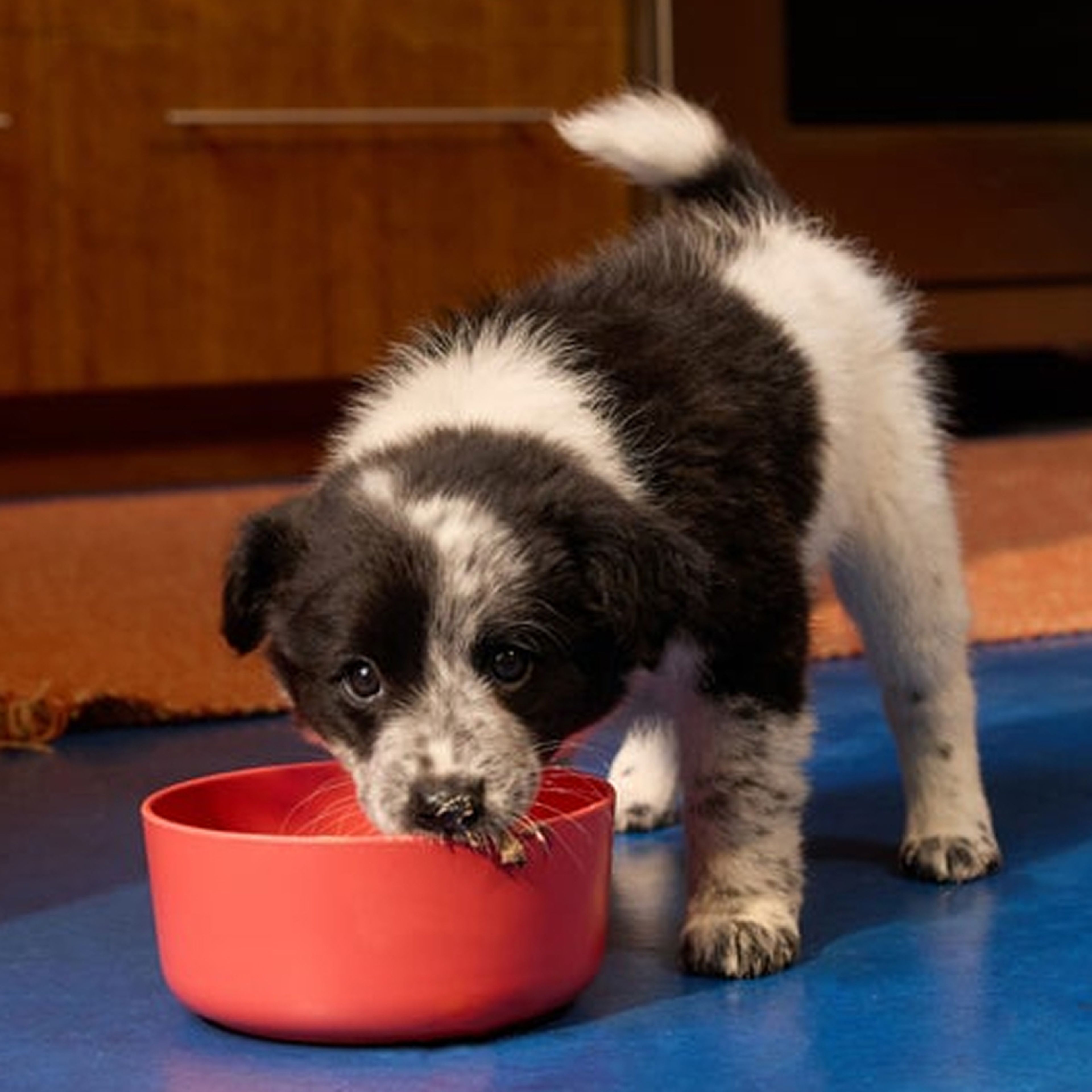 Cute, tiny puppy eating out of a bowl