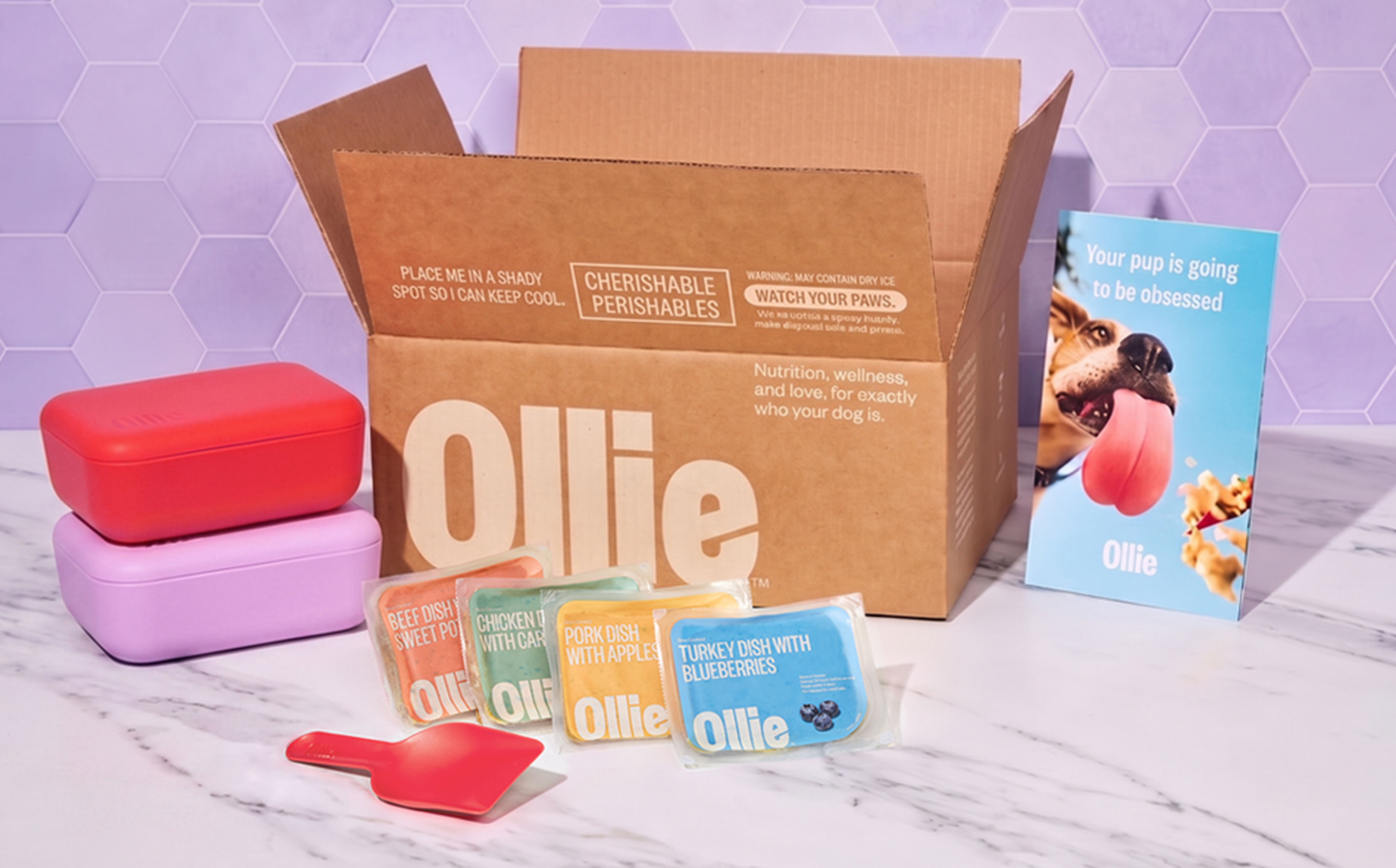 Open Ollie box with dog food packets, red and purple containers, a scoop, and a brochure with a dog image on a marble table.