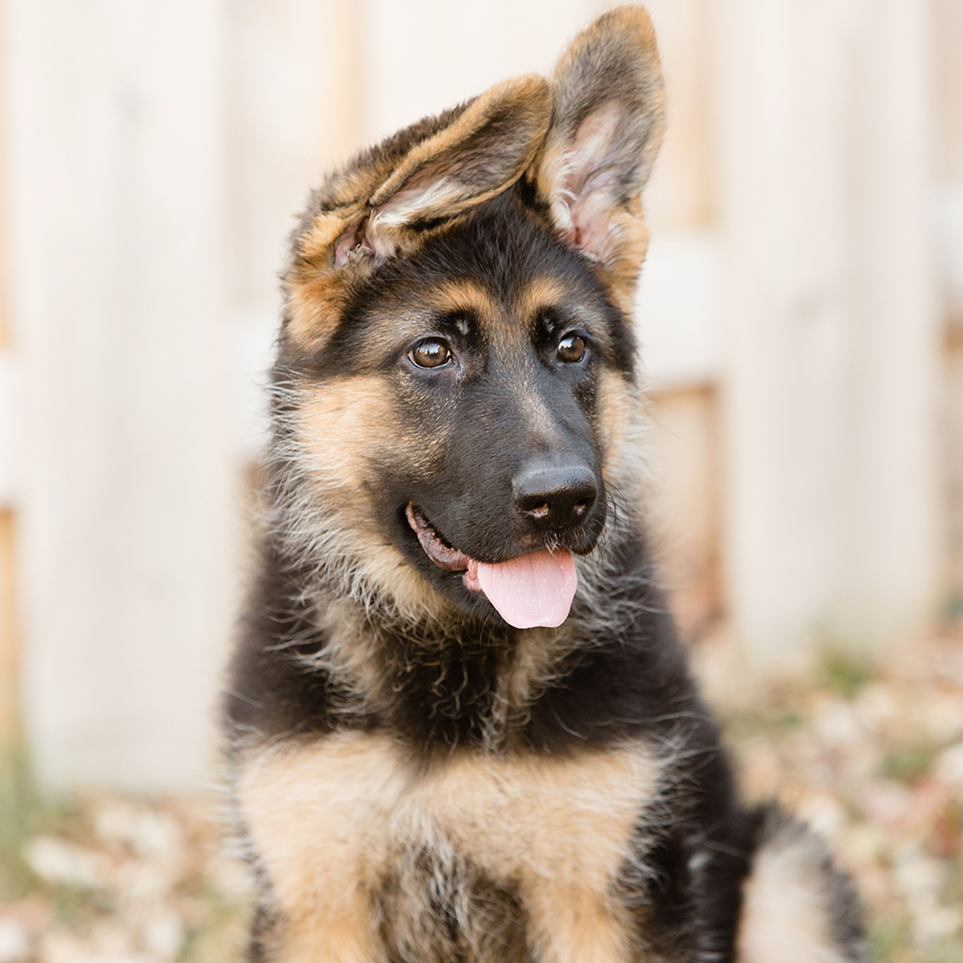 A happy german shepherd puppy.