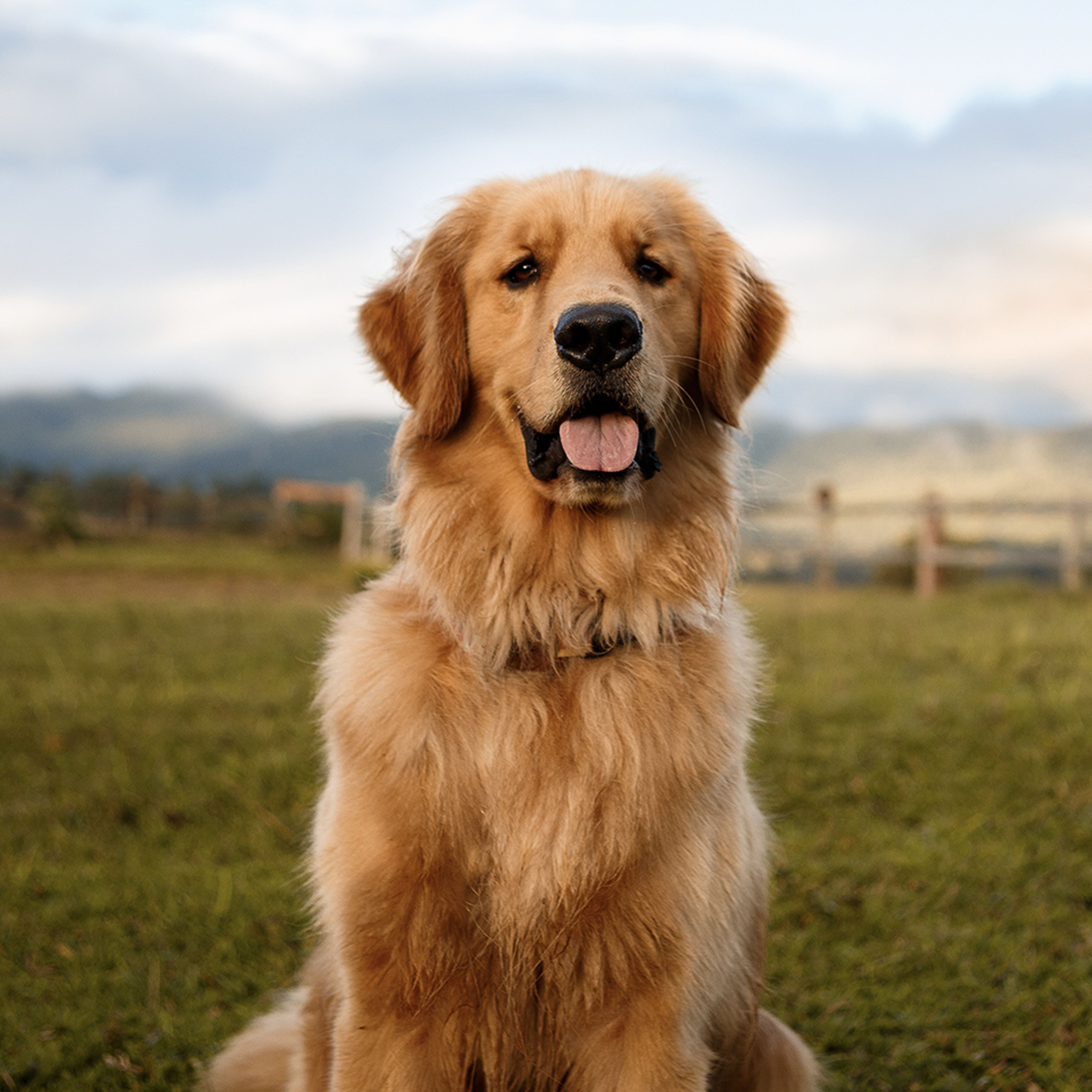 A happy golden retriever sitting in a grassy field.