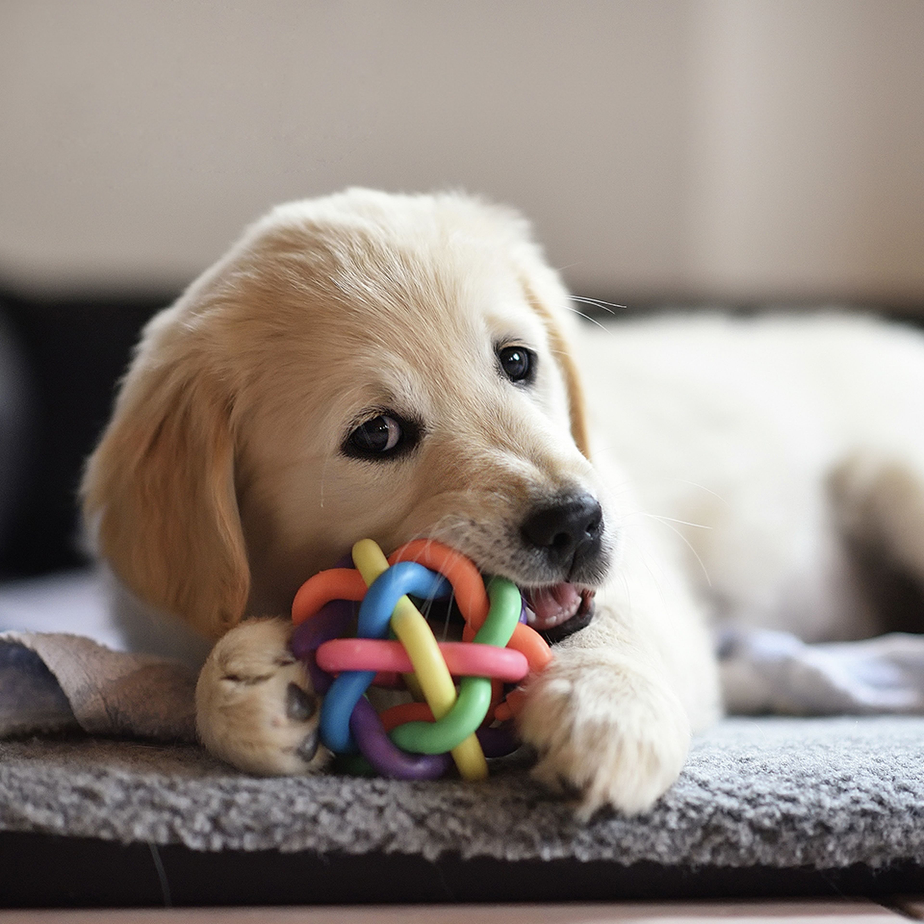 Best Dog Food for a Golden Retriever Ollie