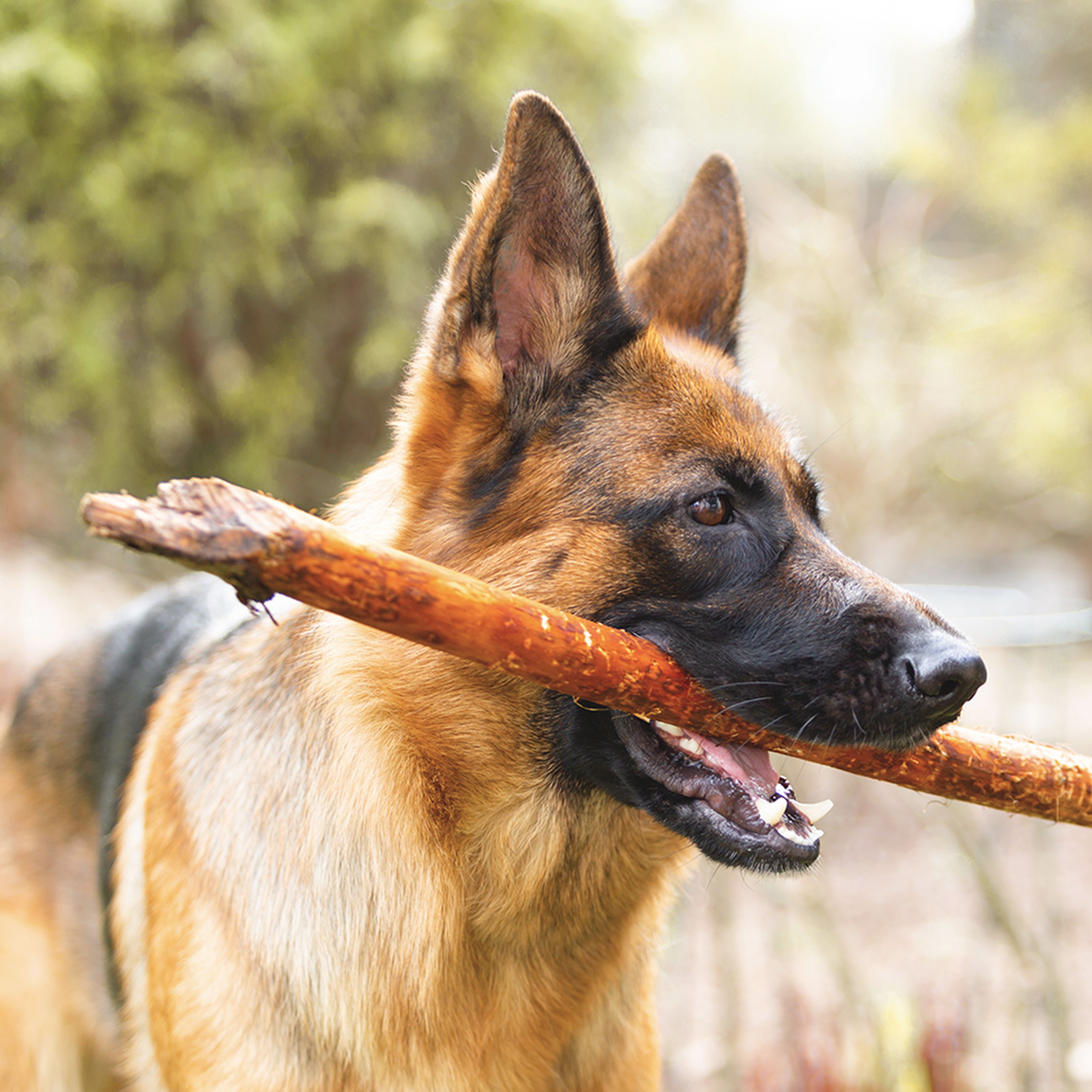 German shepherd holding a stick in its mouth.