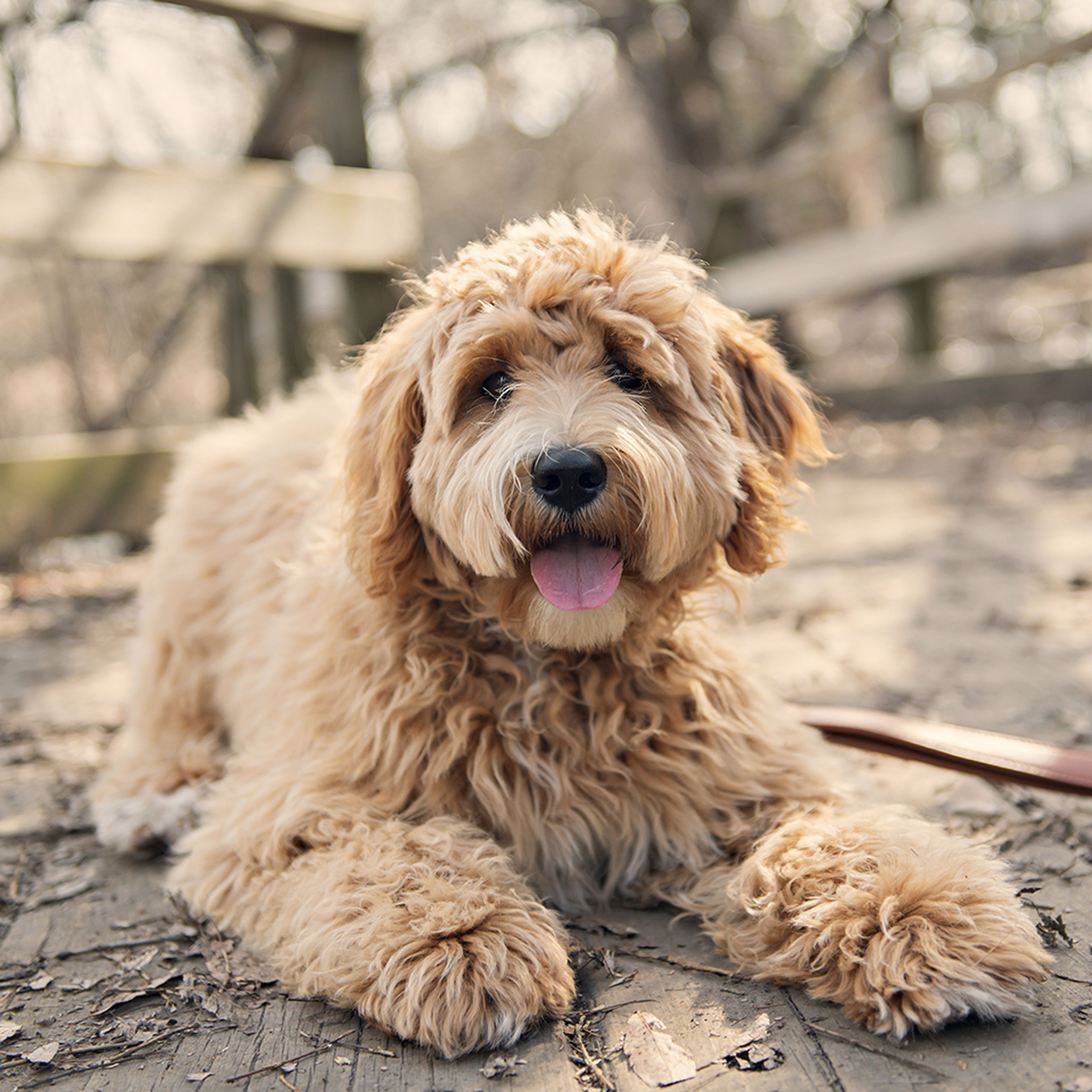 Best Dog Food for a Goldendoodle Ollie