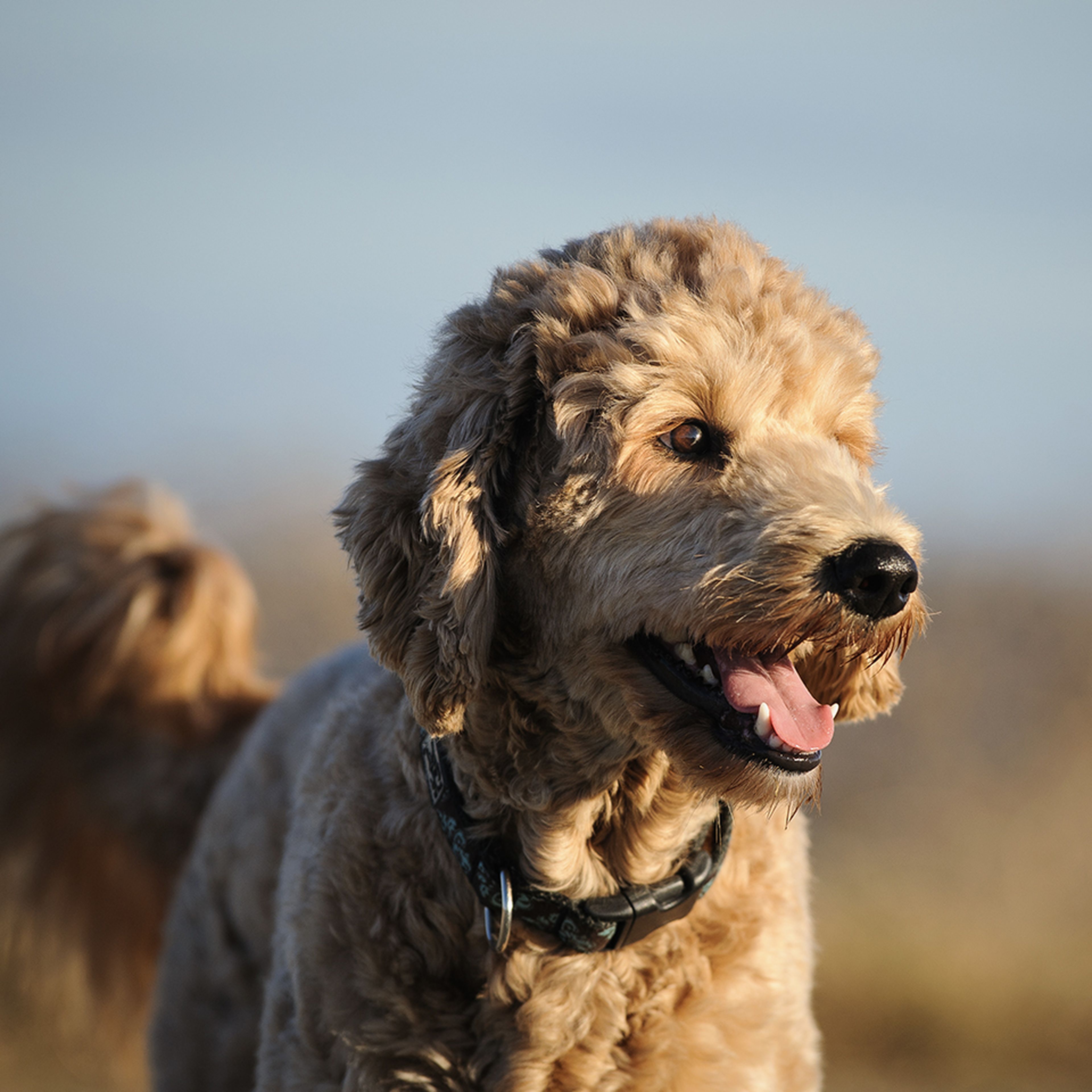 Best collar for goldendoodle puppy best sale