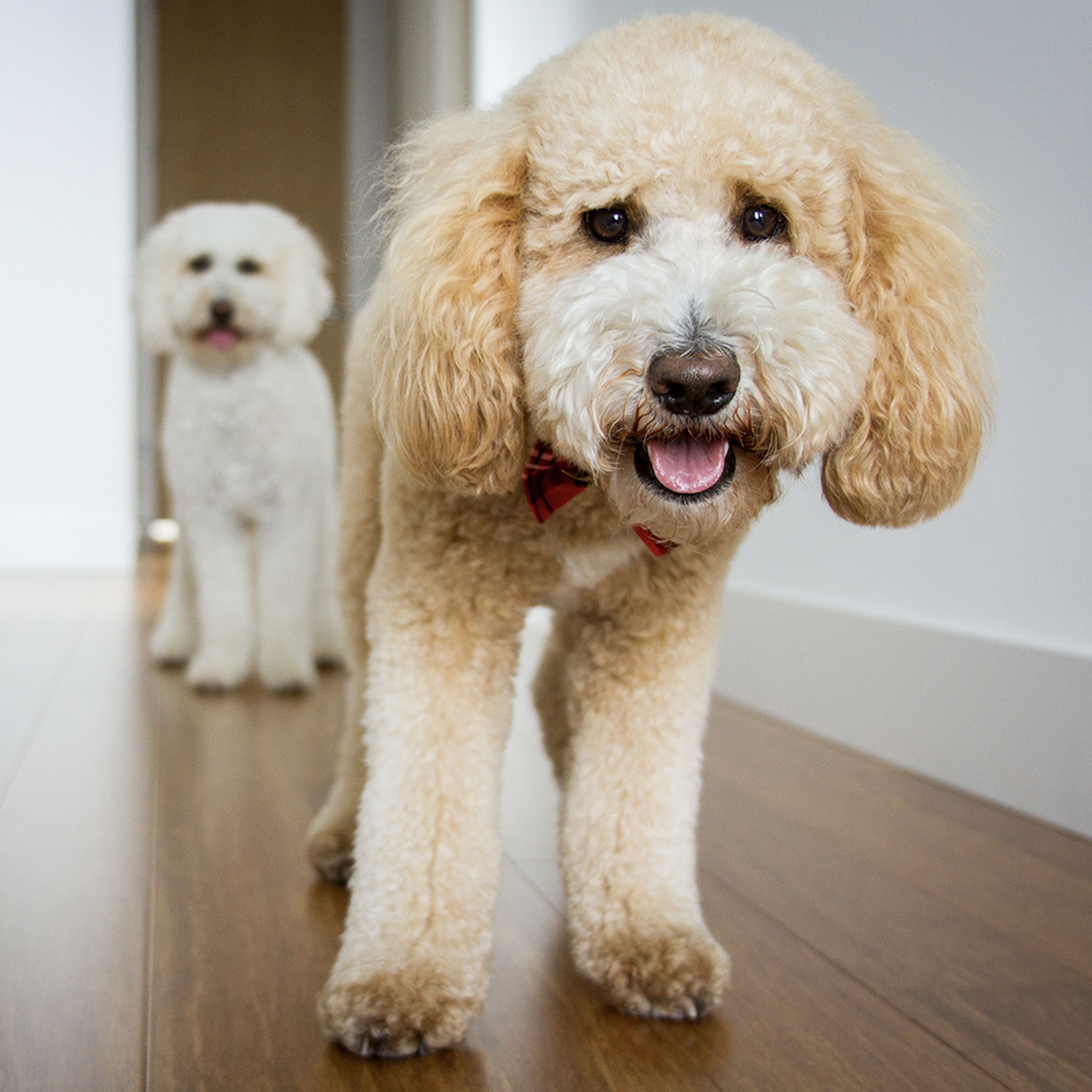 Best Dog Food for a Goldendoodle Ollie