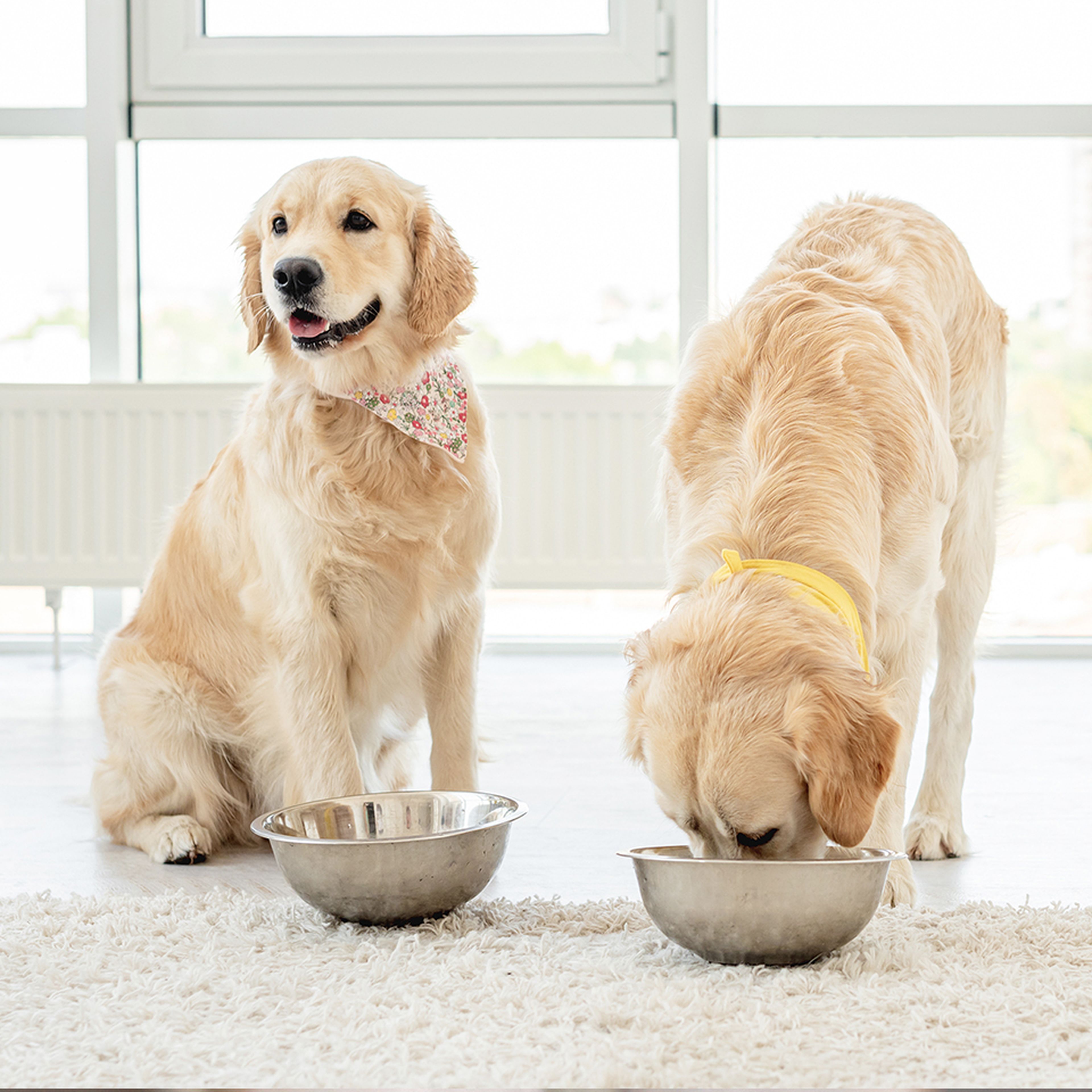 Two golden retrievers eating their bowl of food on the floor.