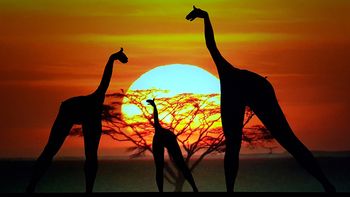 Moving Shadows Schattentheater