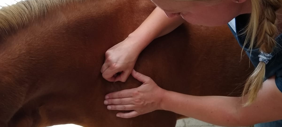 Dierfysio Nienke dry needling paarden