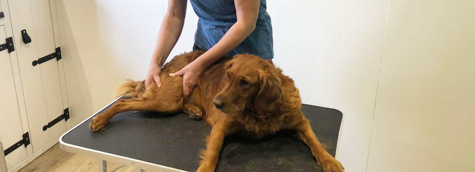 Dierfysio Nienke hond