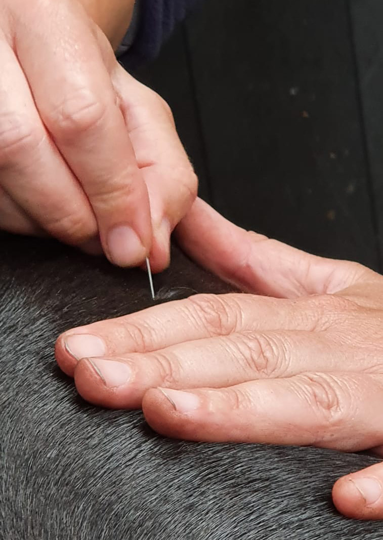 Dierfysio Nienke dry needling