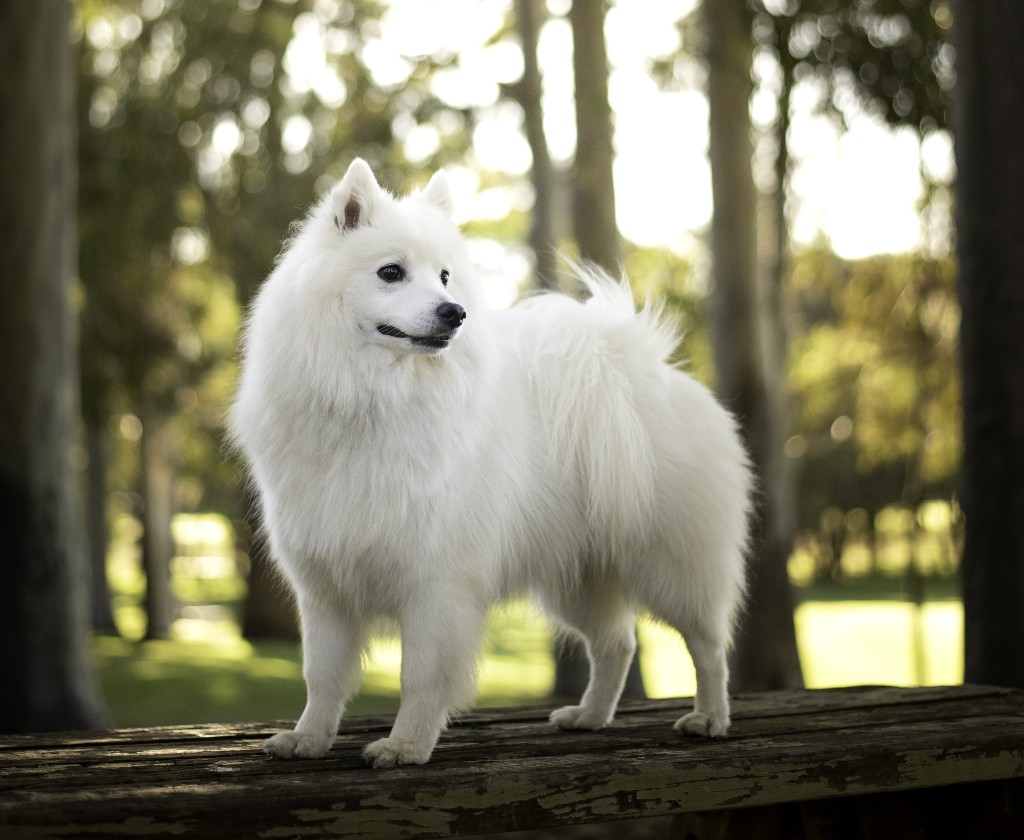 Are American Eskimo Dog Aggressive Are American Eskimo Dog Aggressive