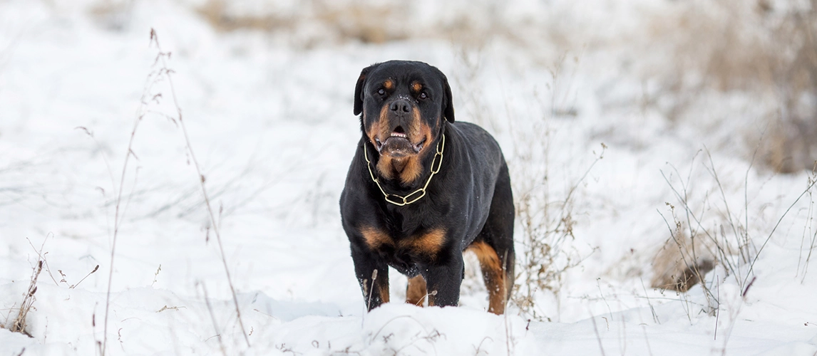 Are Rottweilers Ok In Cold Weather