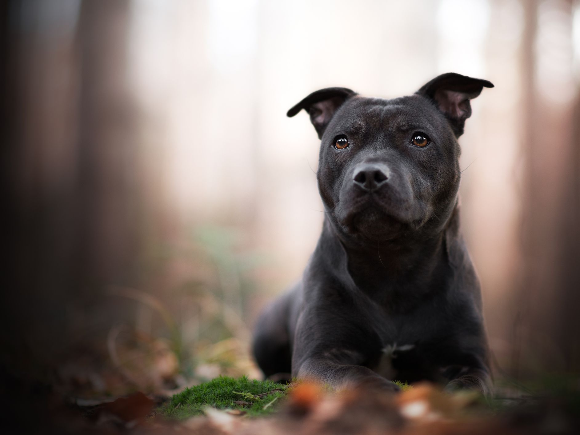 Staffordshire Bull Terrier Dog Breed - Dog World