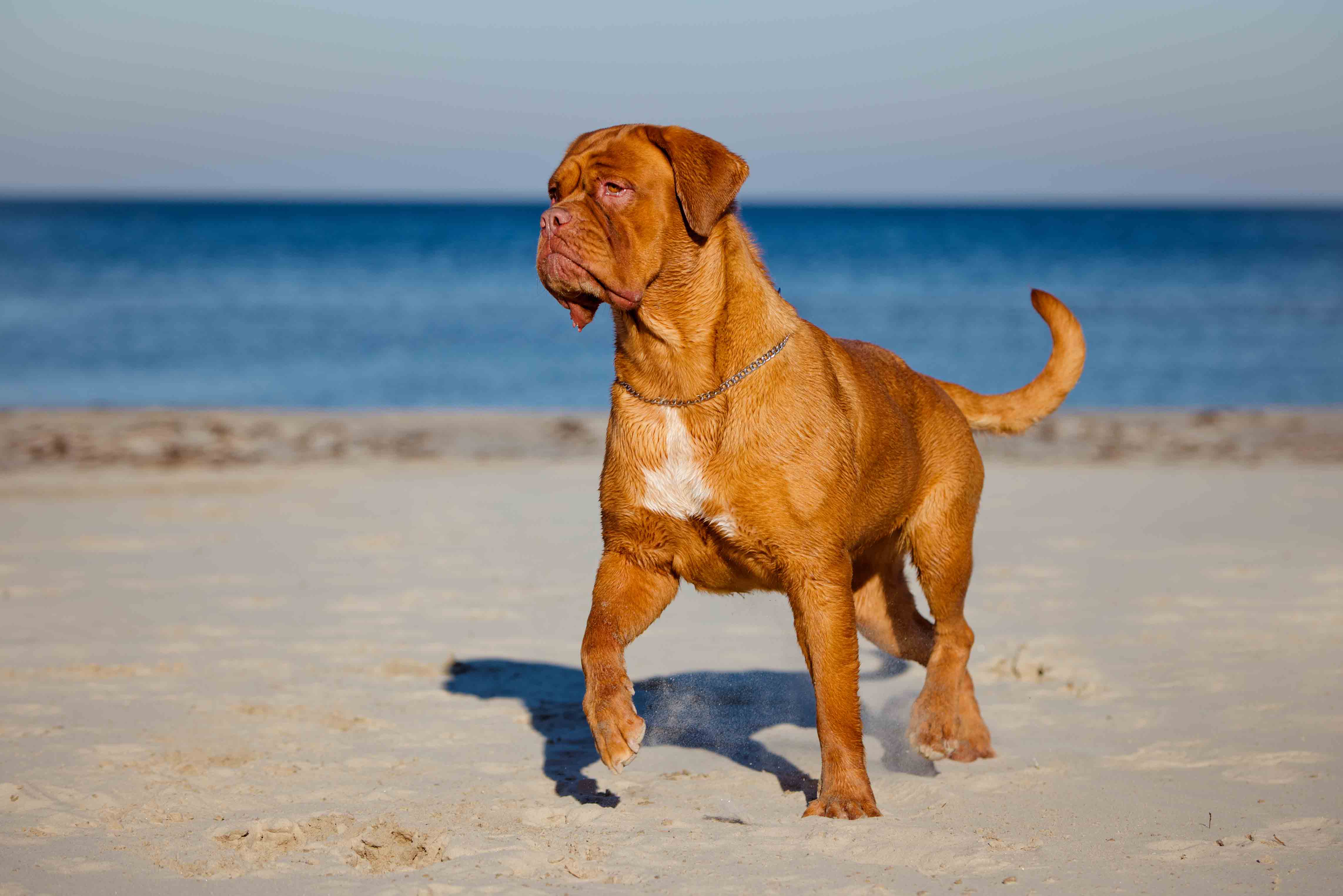 Dogue De Bordeaux Pit Bull 10 Towering Pit Bull Breeds That Dominate 