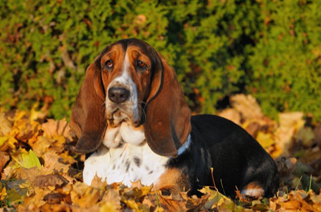 Artois Hound Dog Breed - Dog World