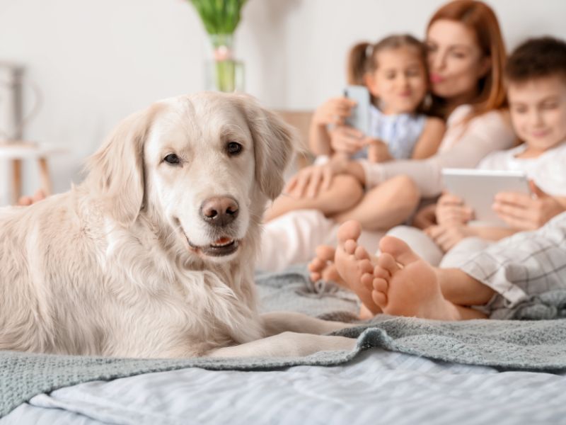 Quiz What Is The Best Pet For Your Family?