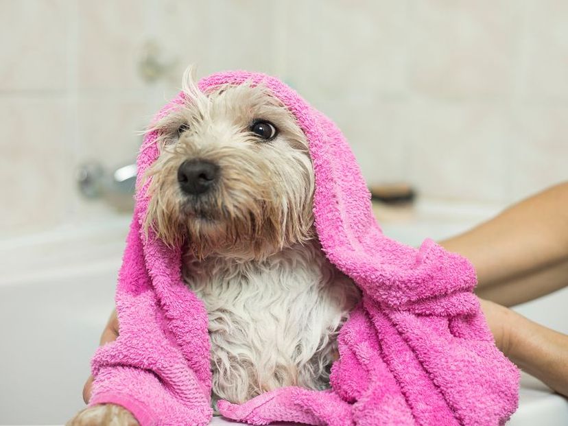 Five Essential Pet Care Products for Every Furmama