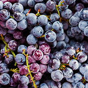 Close up of a bunch of grapes