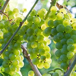 Bunches of green grapes from the Chess Family Farm