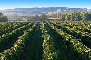 Looking down the rows of a vineyard out onto a mountain range