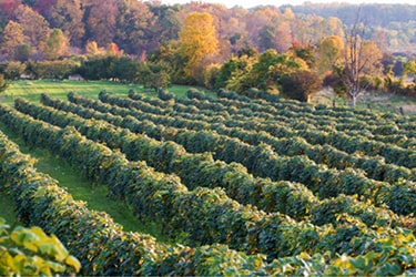Vineyard during fall, surrounded by trees