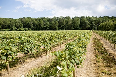 Green vineyard with lush trees in the background