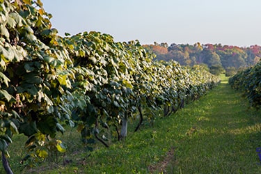 Close of a grapevine in front of a row of fall trees
