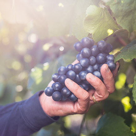 Bunch of grapes on the vine