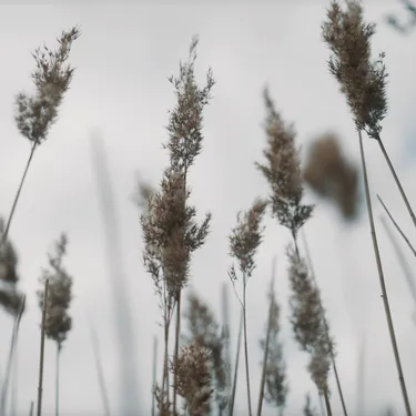 Røde Port af Nanna Holm