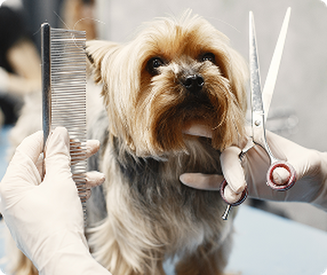 Pet Grooming