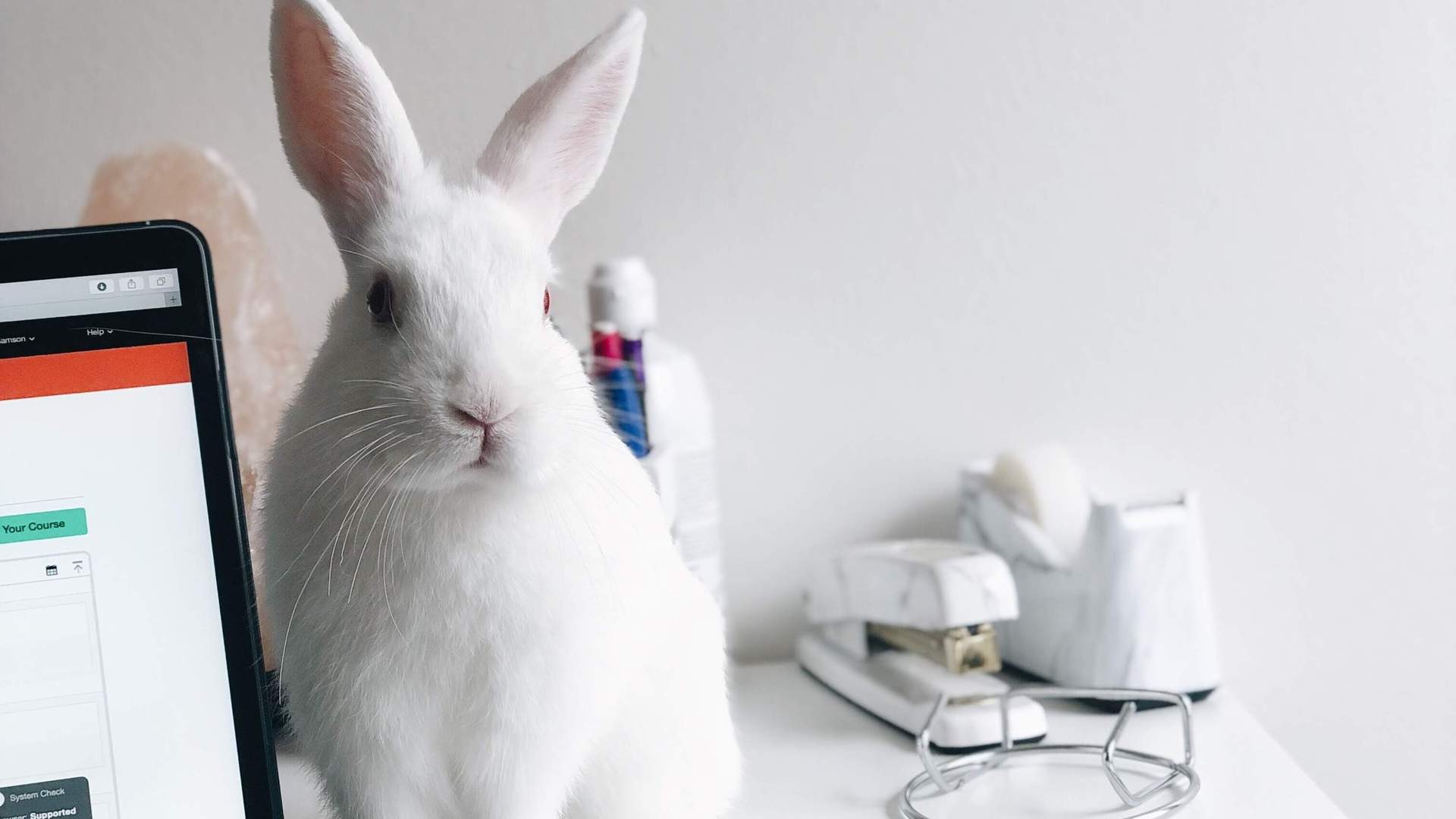 White rabbit sitting next to a laptop