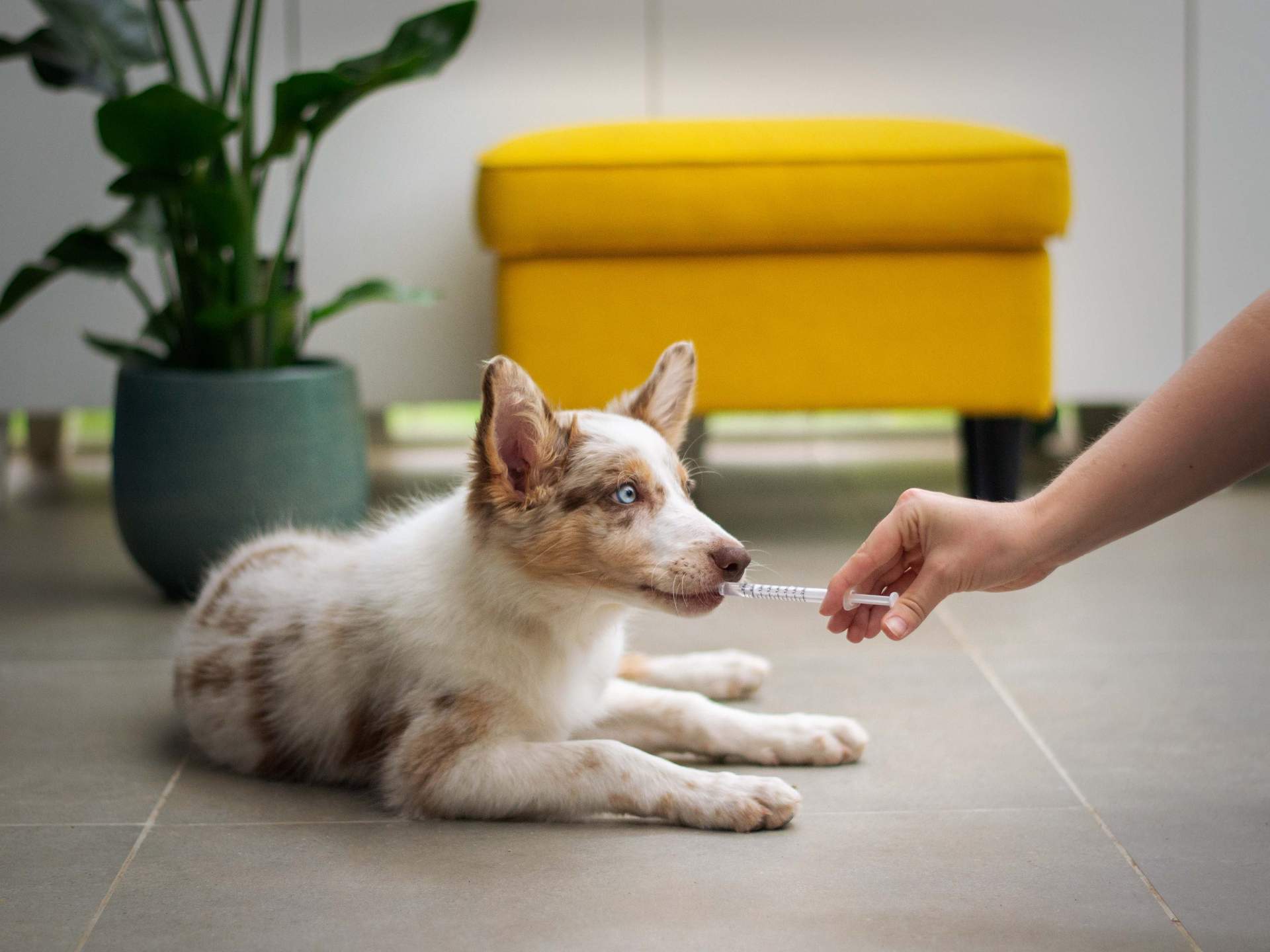 Puppy receiving medicine from a vet through an oral applicator 