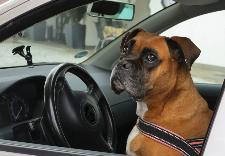 Wie finde ich gute Taxifahrerinnen und Taxifahrer?